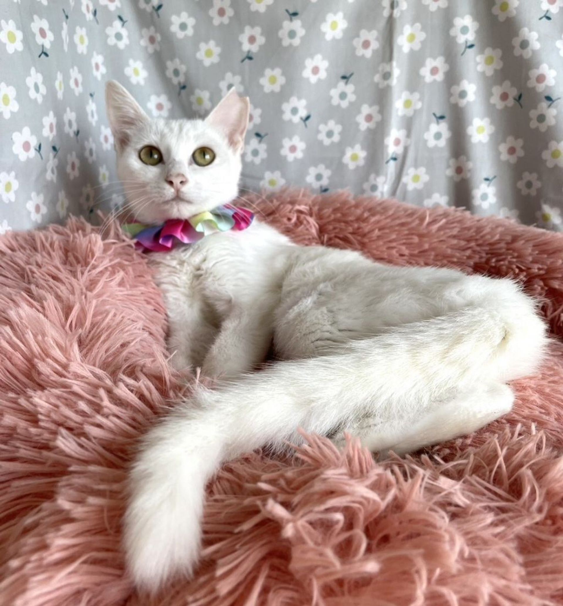 雑種（ミックス猫）・メスの里親募集の写真