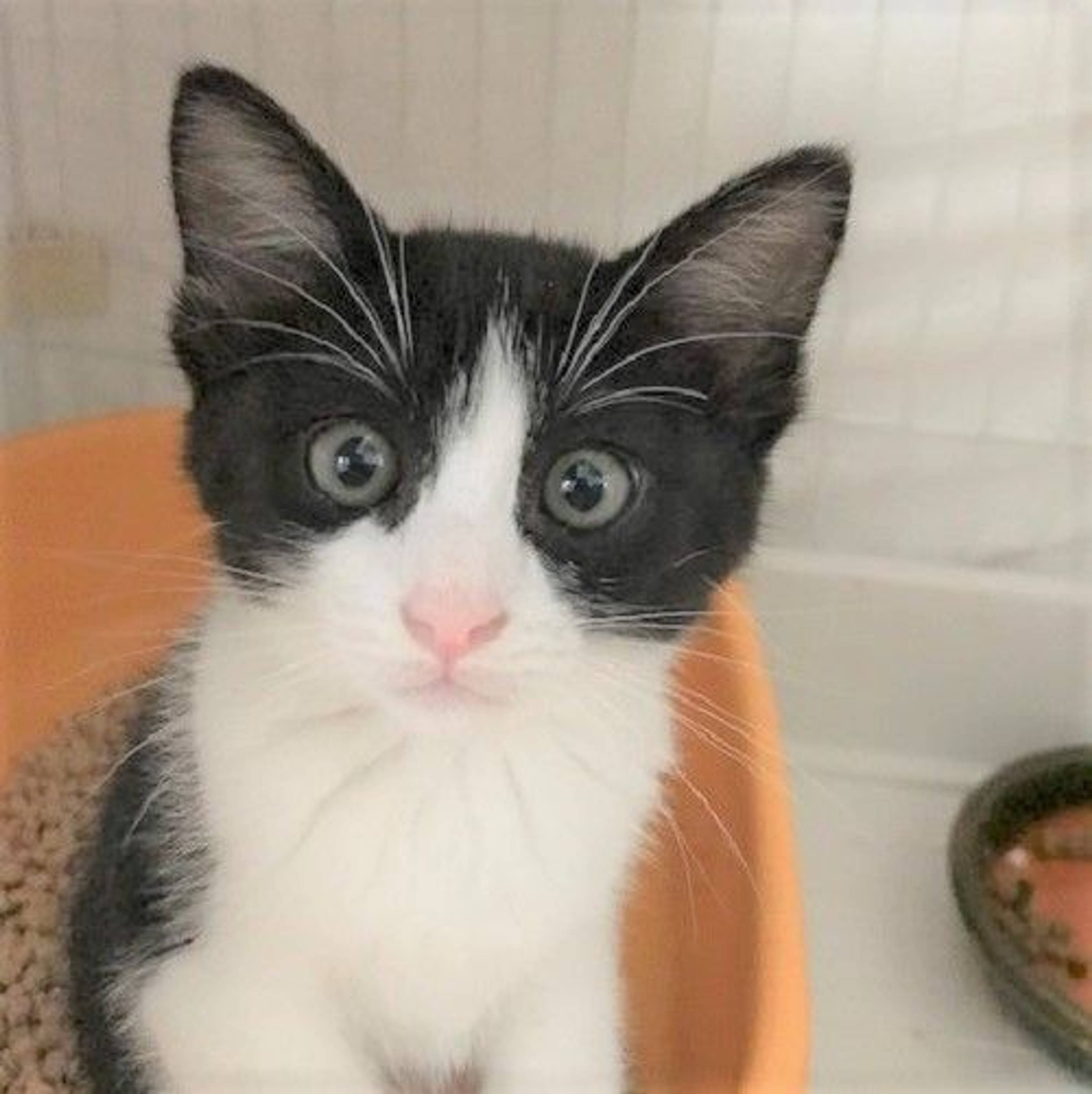 雑種（ミックス猫）・メスの里親募集の写真