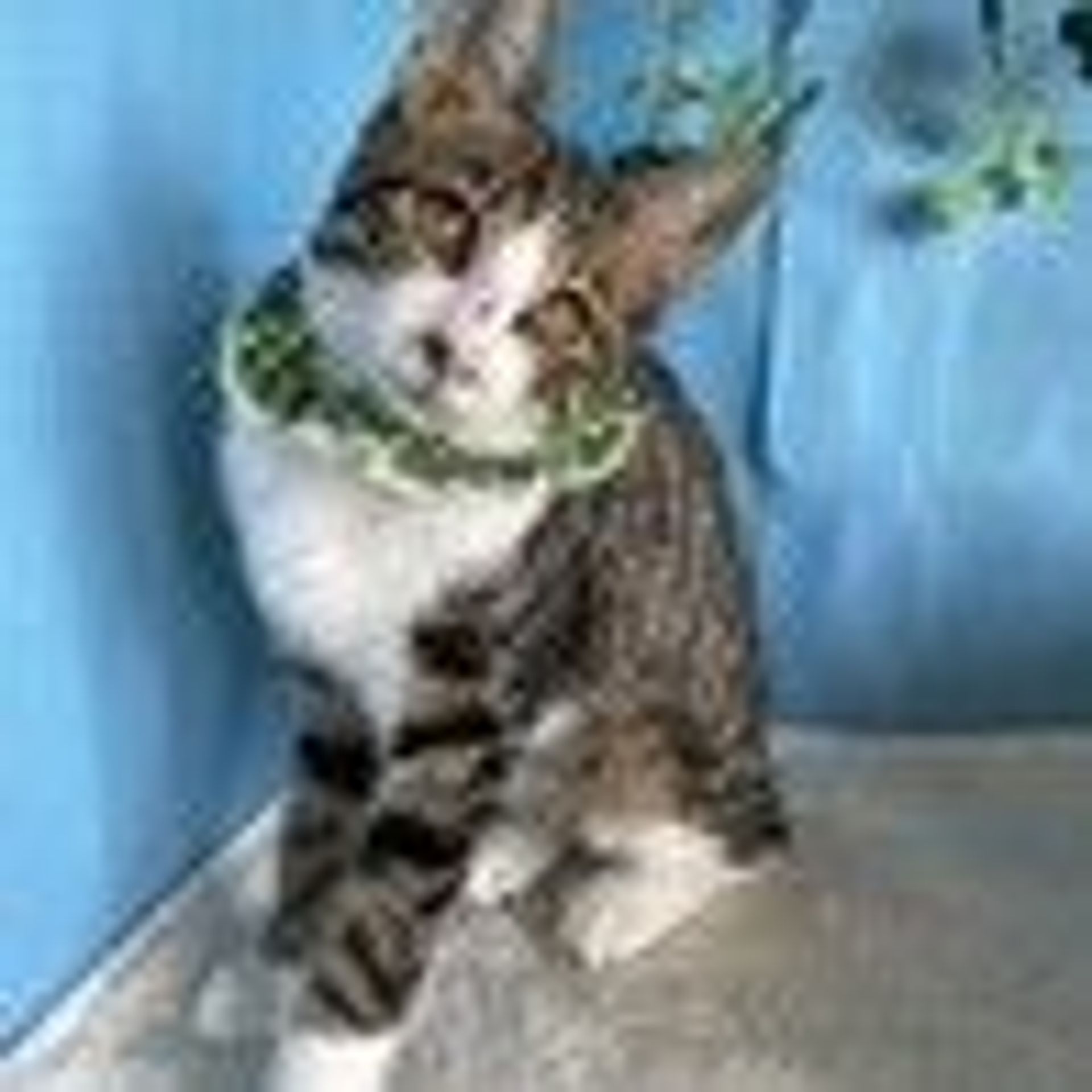 雑種（ミックス猫）・オスの里親募集の写真