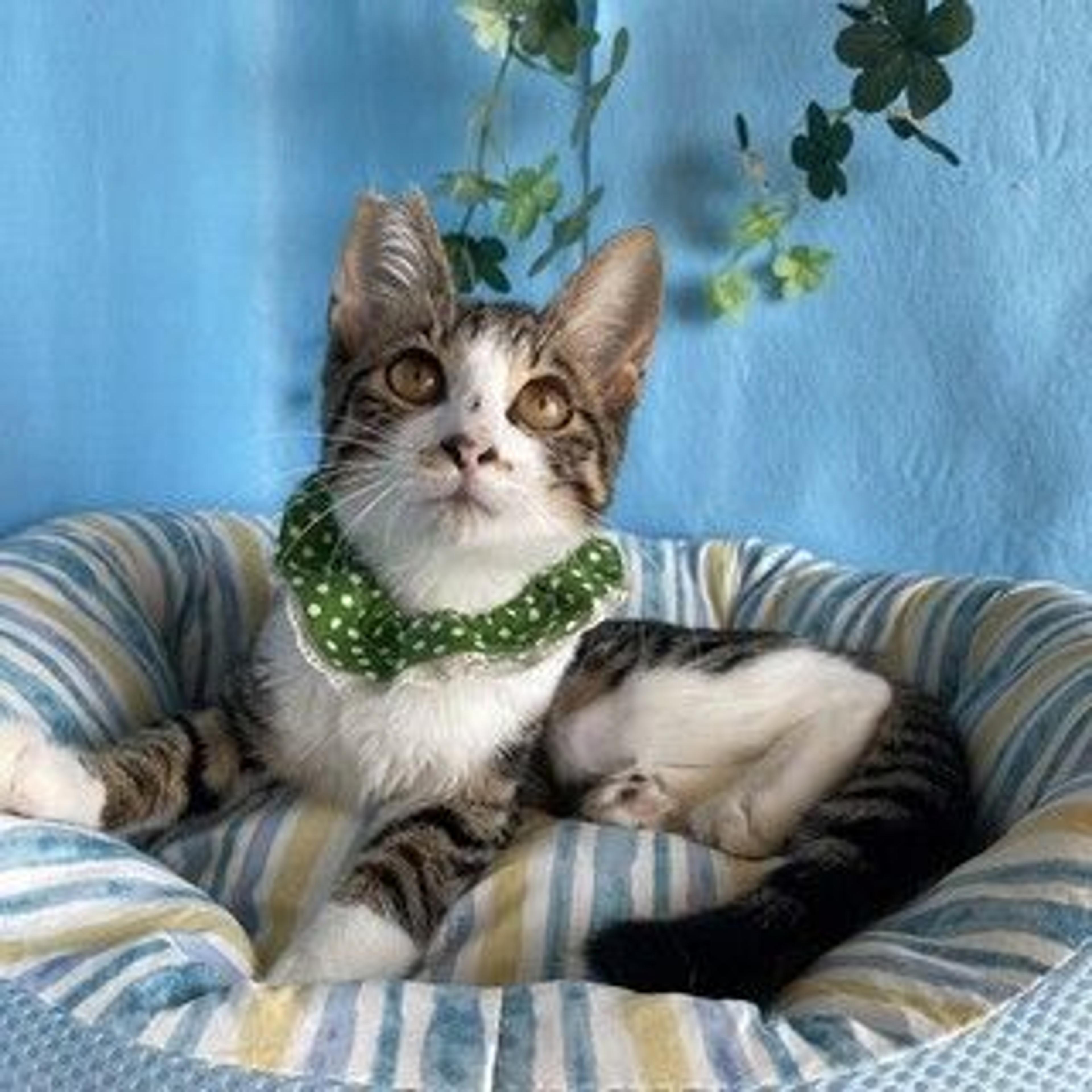 pet-image-3