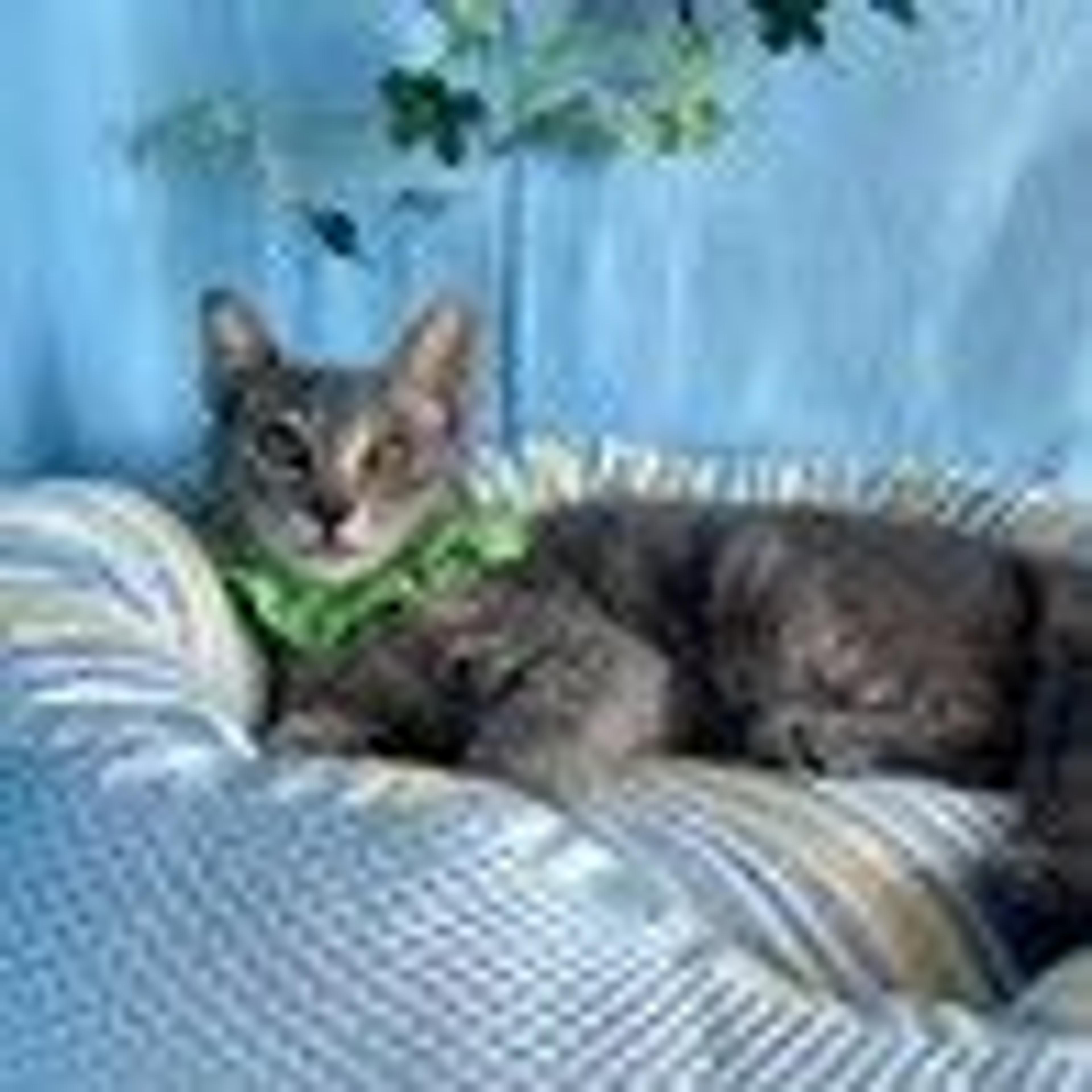 pet-image-2