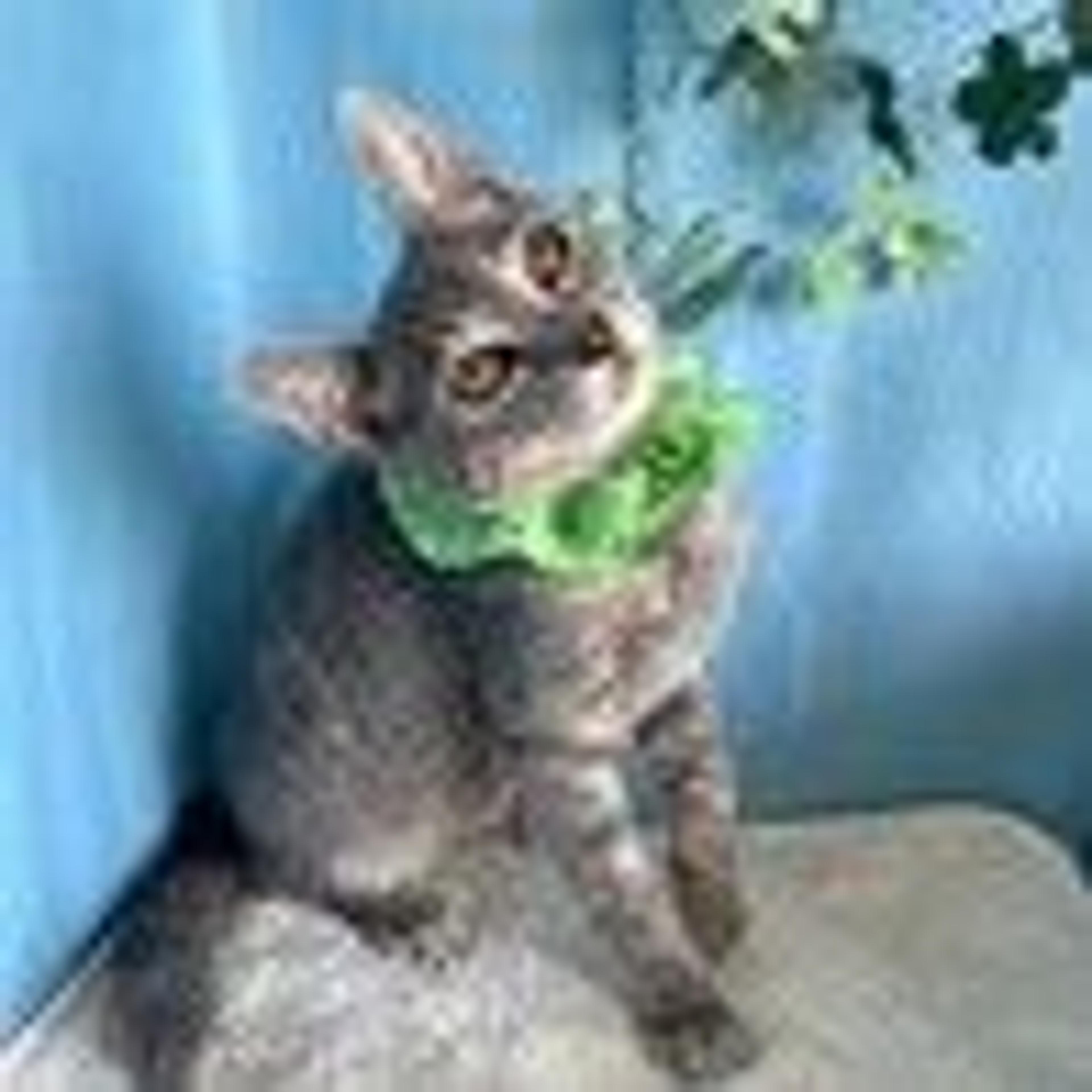 pet-image-3
