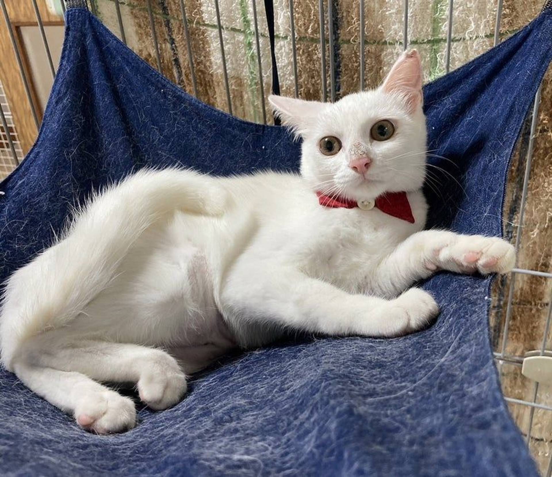 雑種（ミックス猫）・メスの里親募集の写真