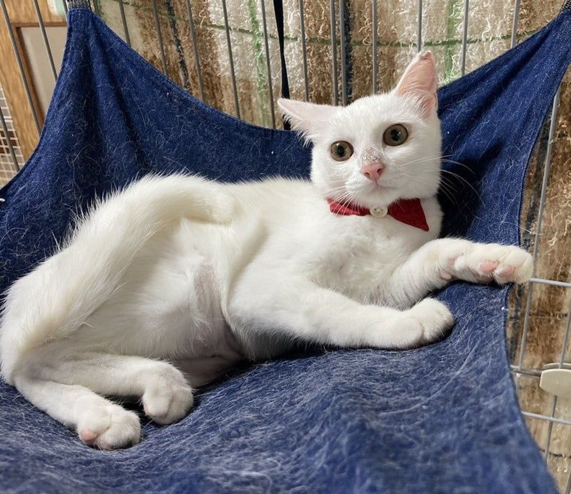 雑種（ミックス猫）・メスの里親募集の写真