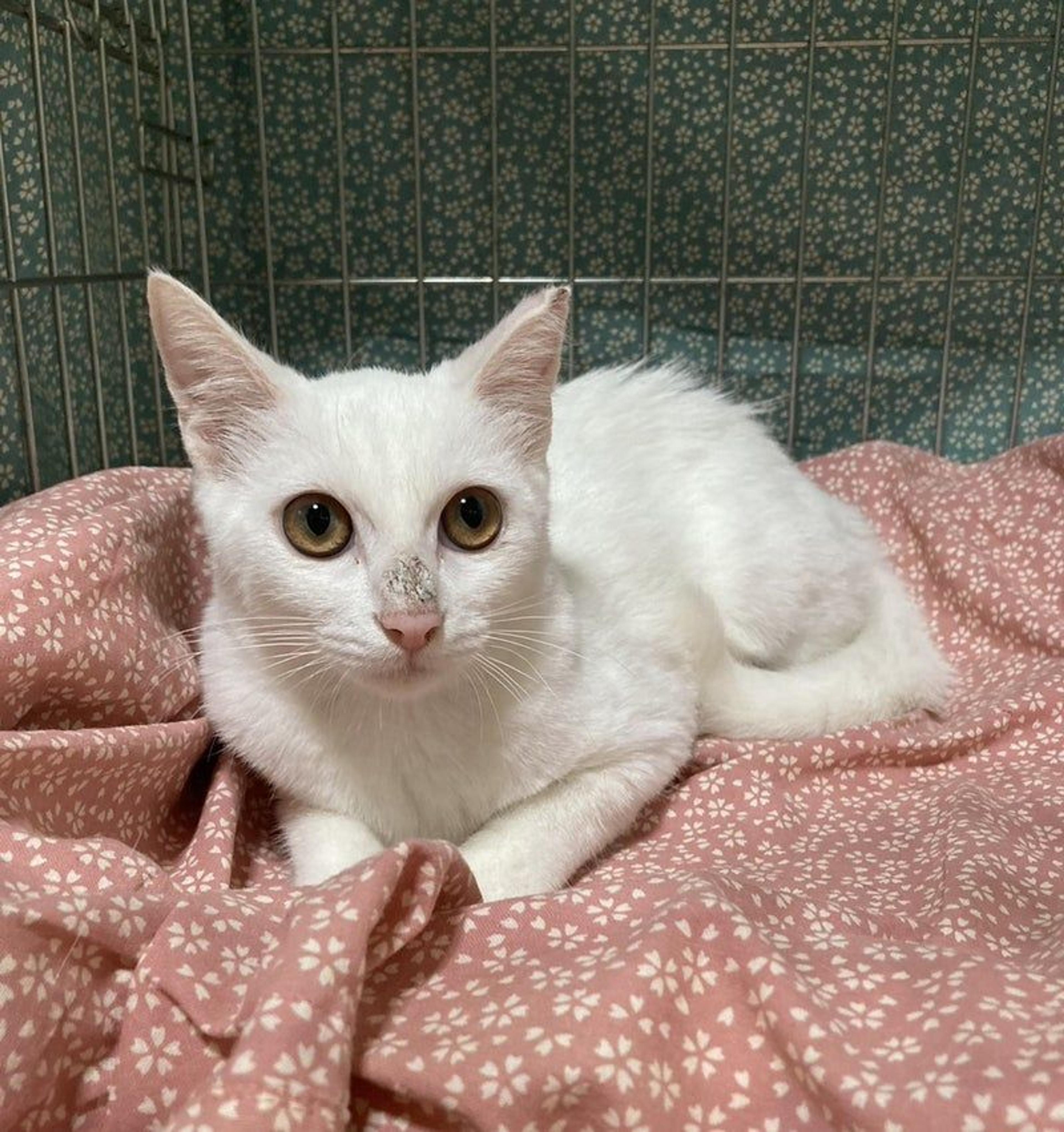 pet-image-2