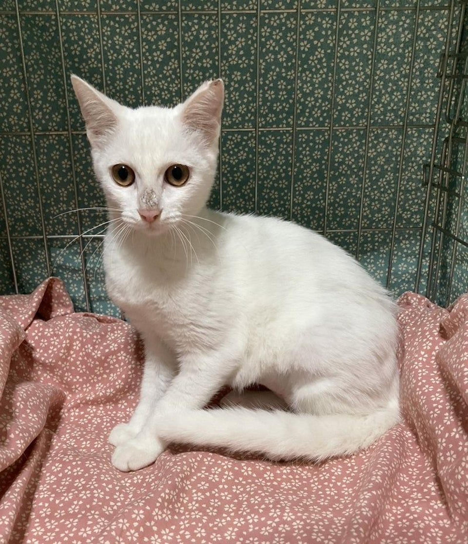 pet-image-3