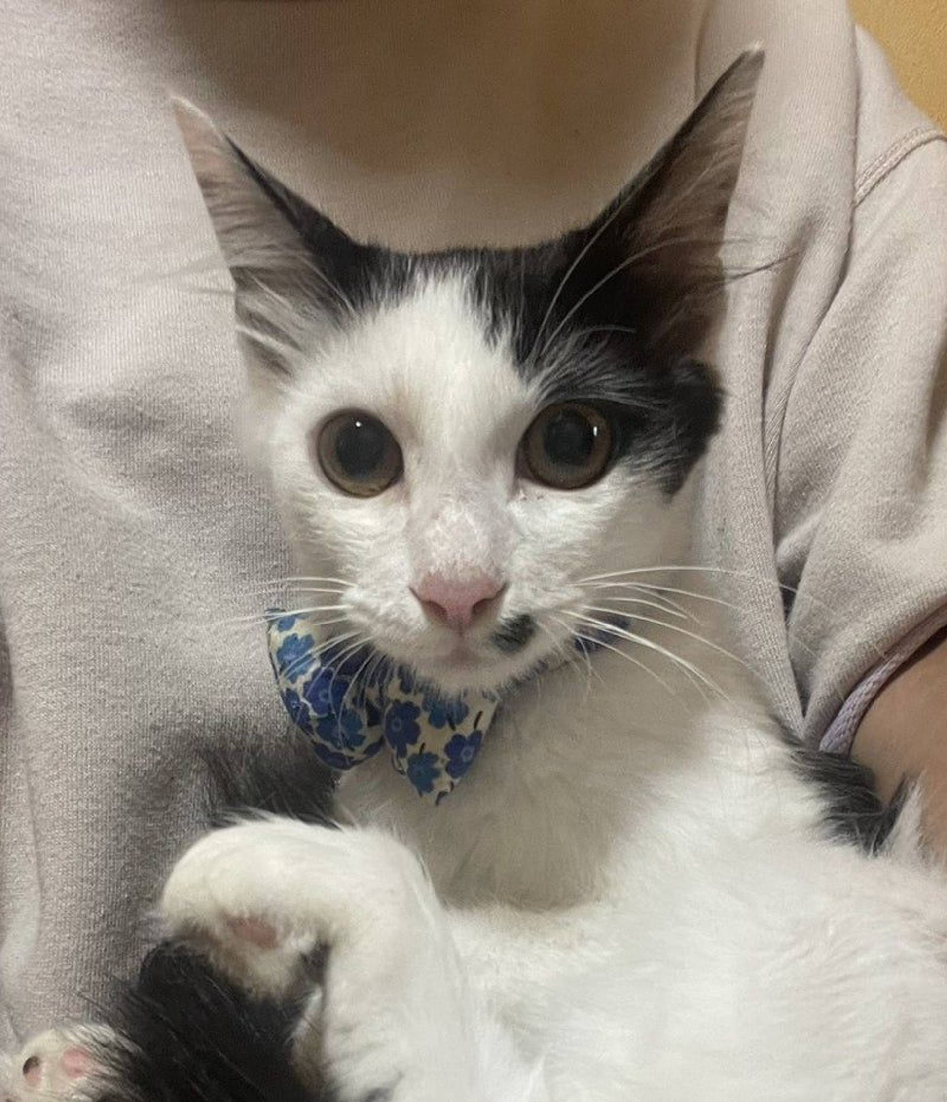 雑種（ミックス猫）・オスの里親募集の写真