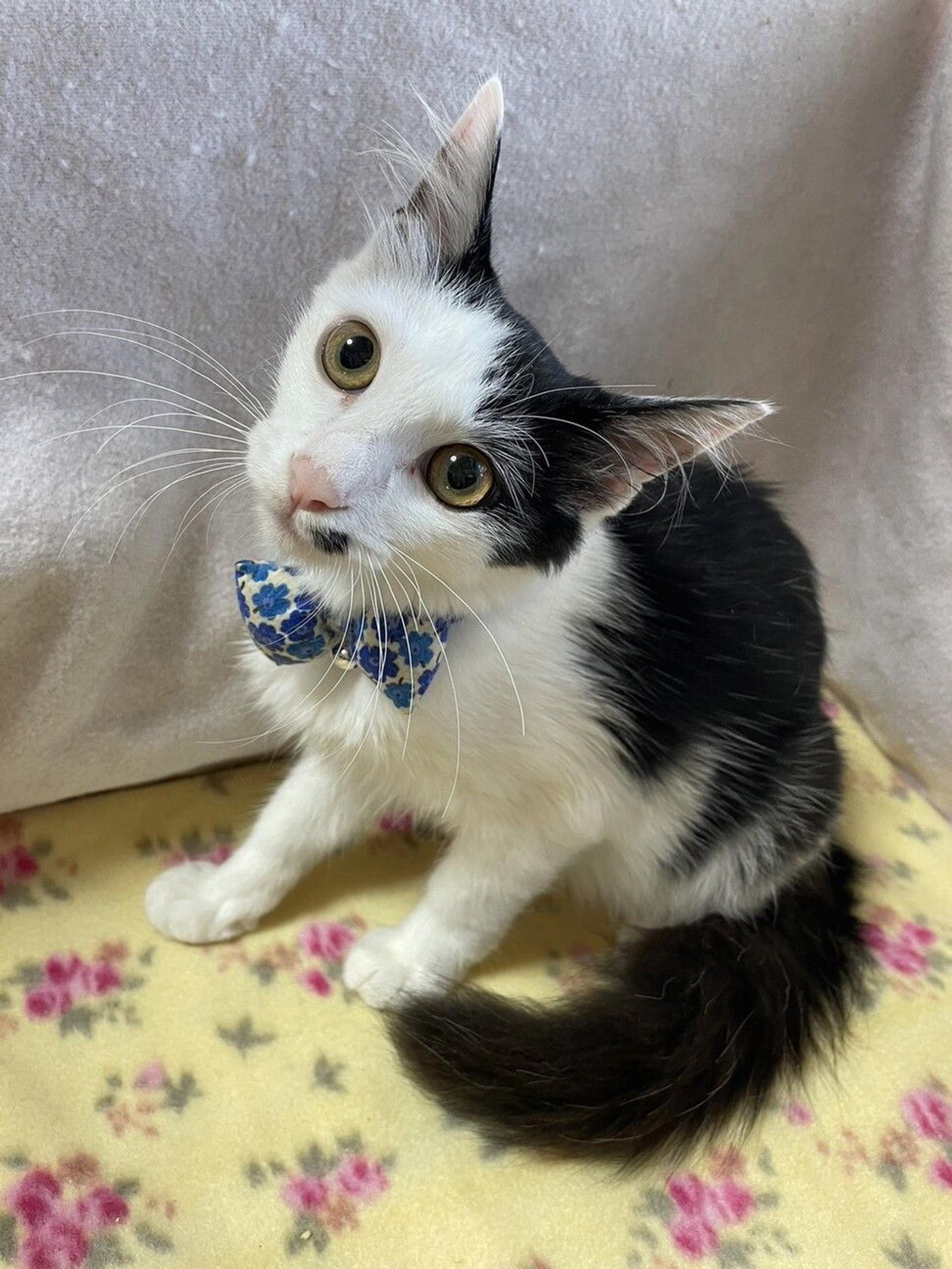 pet-image-2