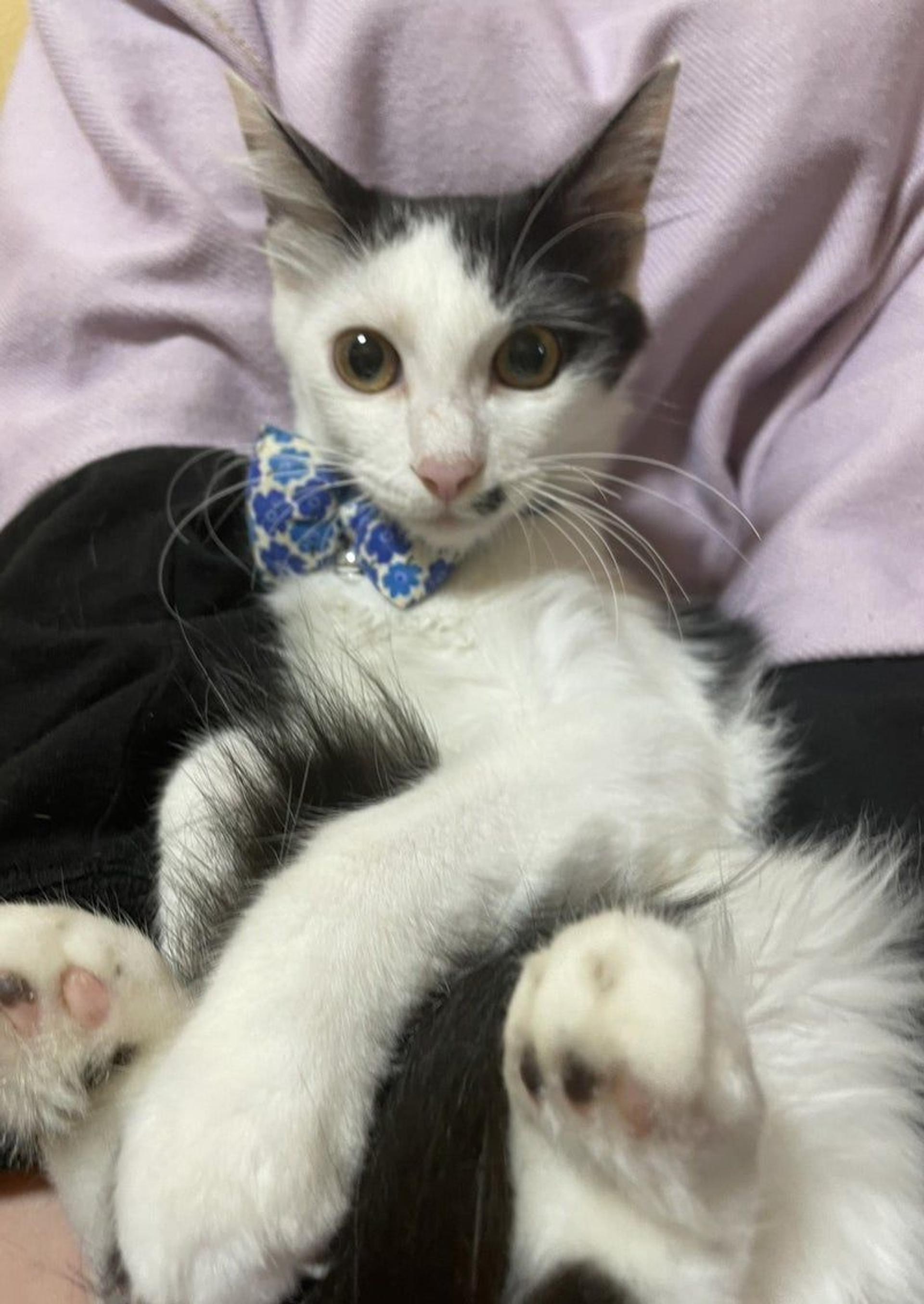 pet-image-3