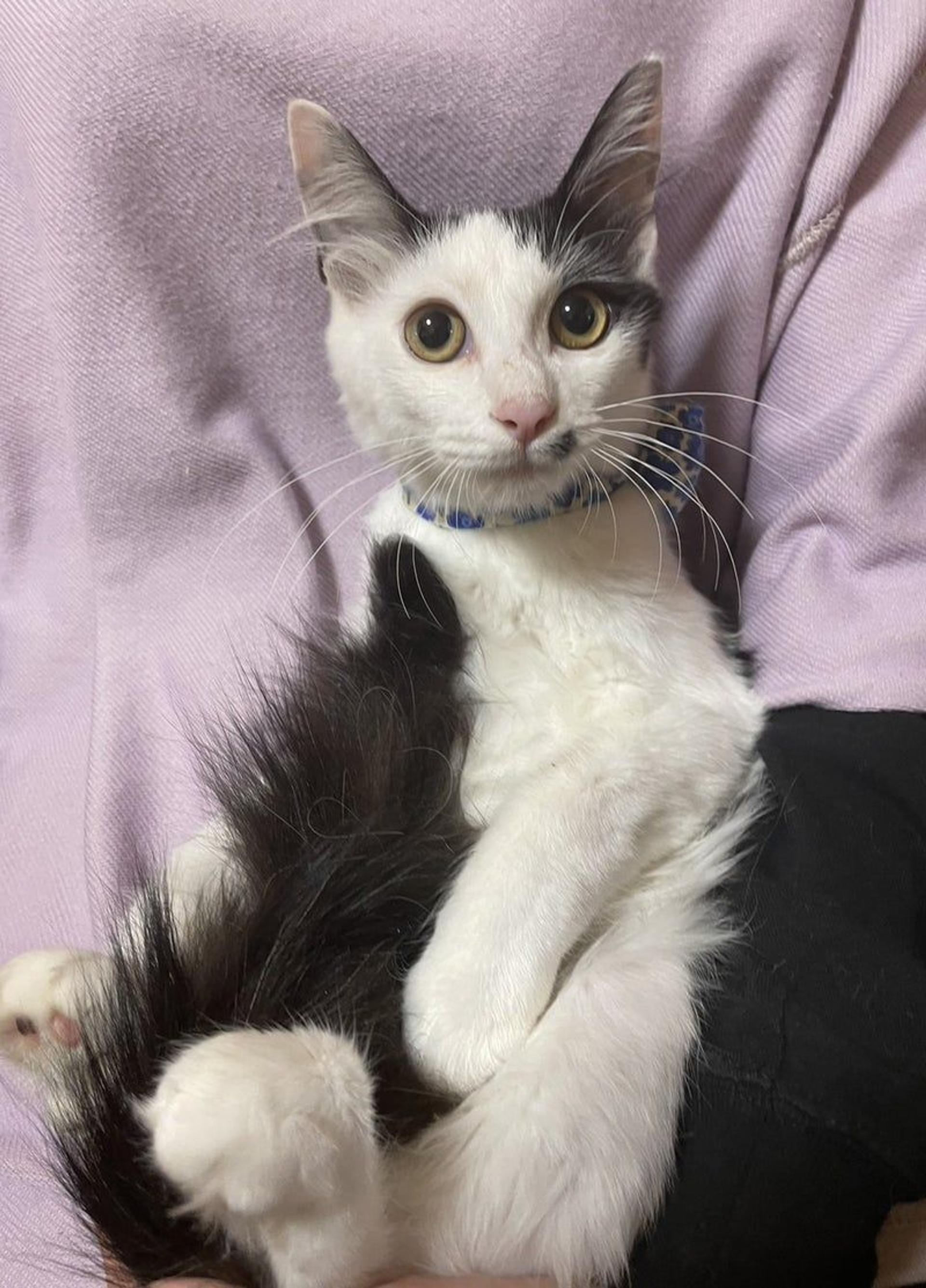 pet-image-4