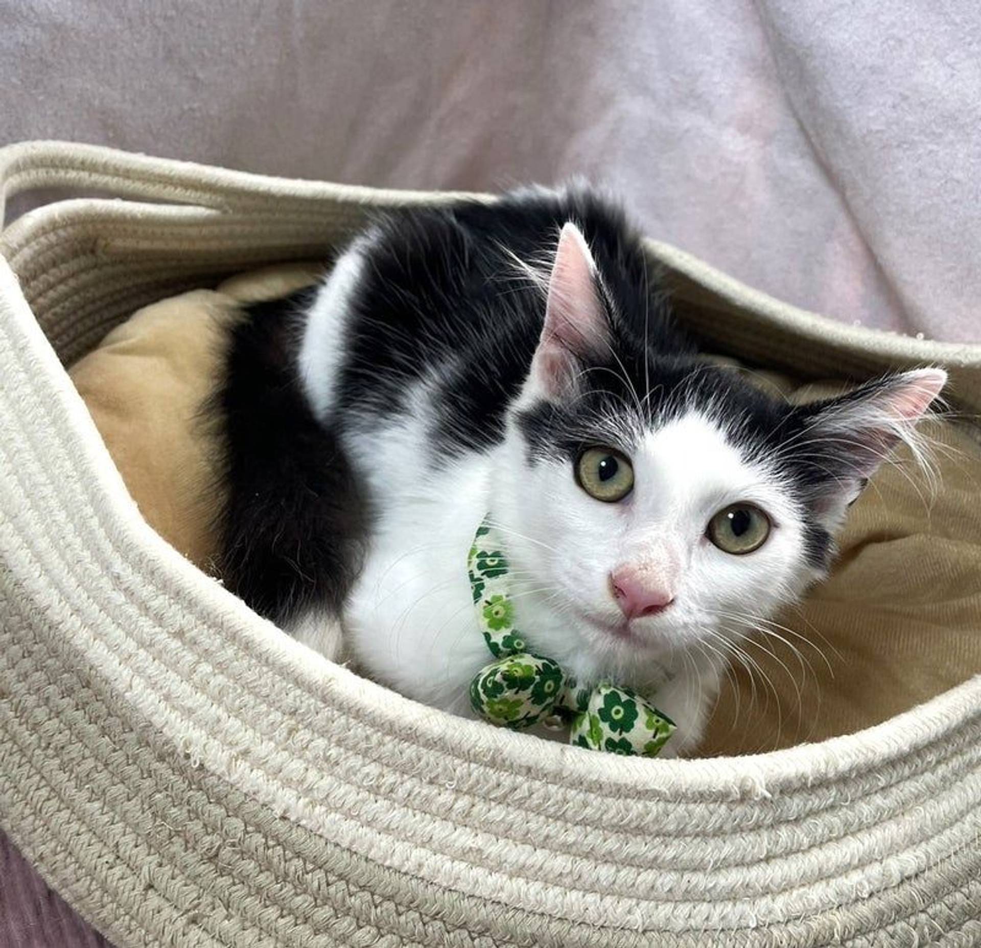 雑種（ミックス猫）・オスの里親募集の写真