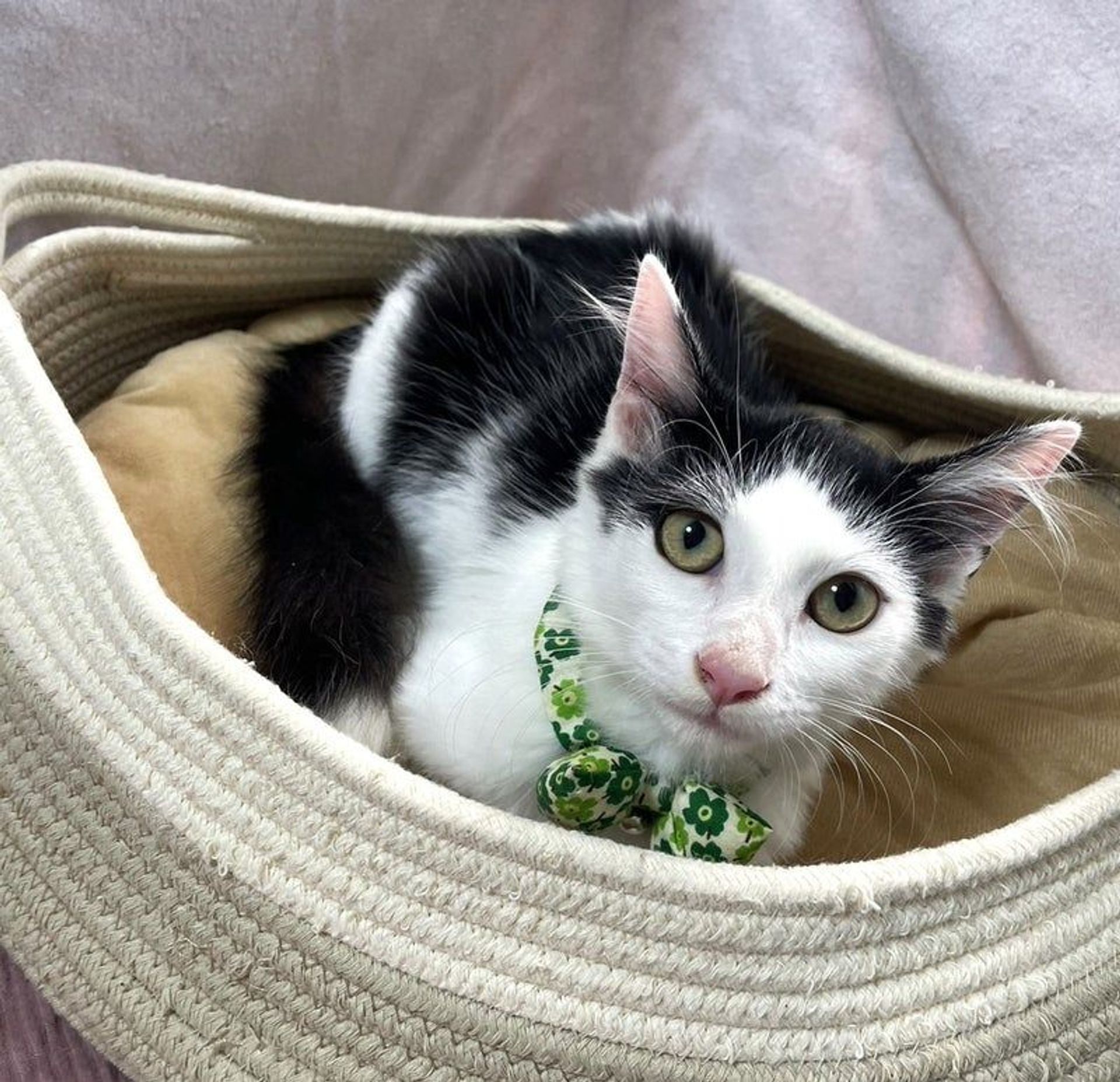 雑種（ミックス猫）・オスの里親募集の写真