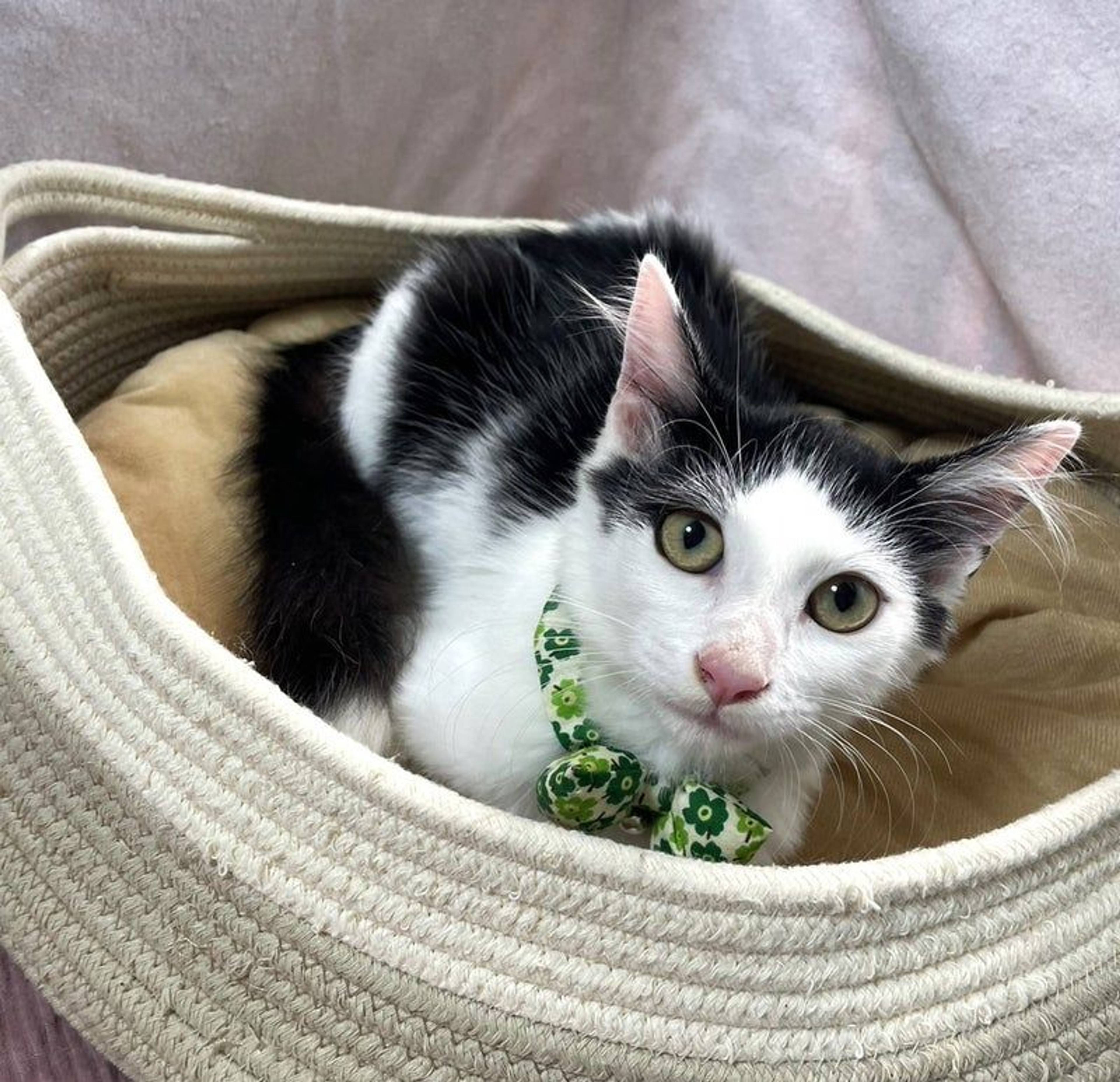 雑種（ミックス猫）・オスの里親募集の写真
