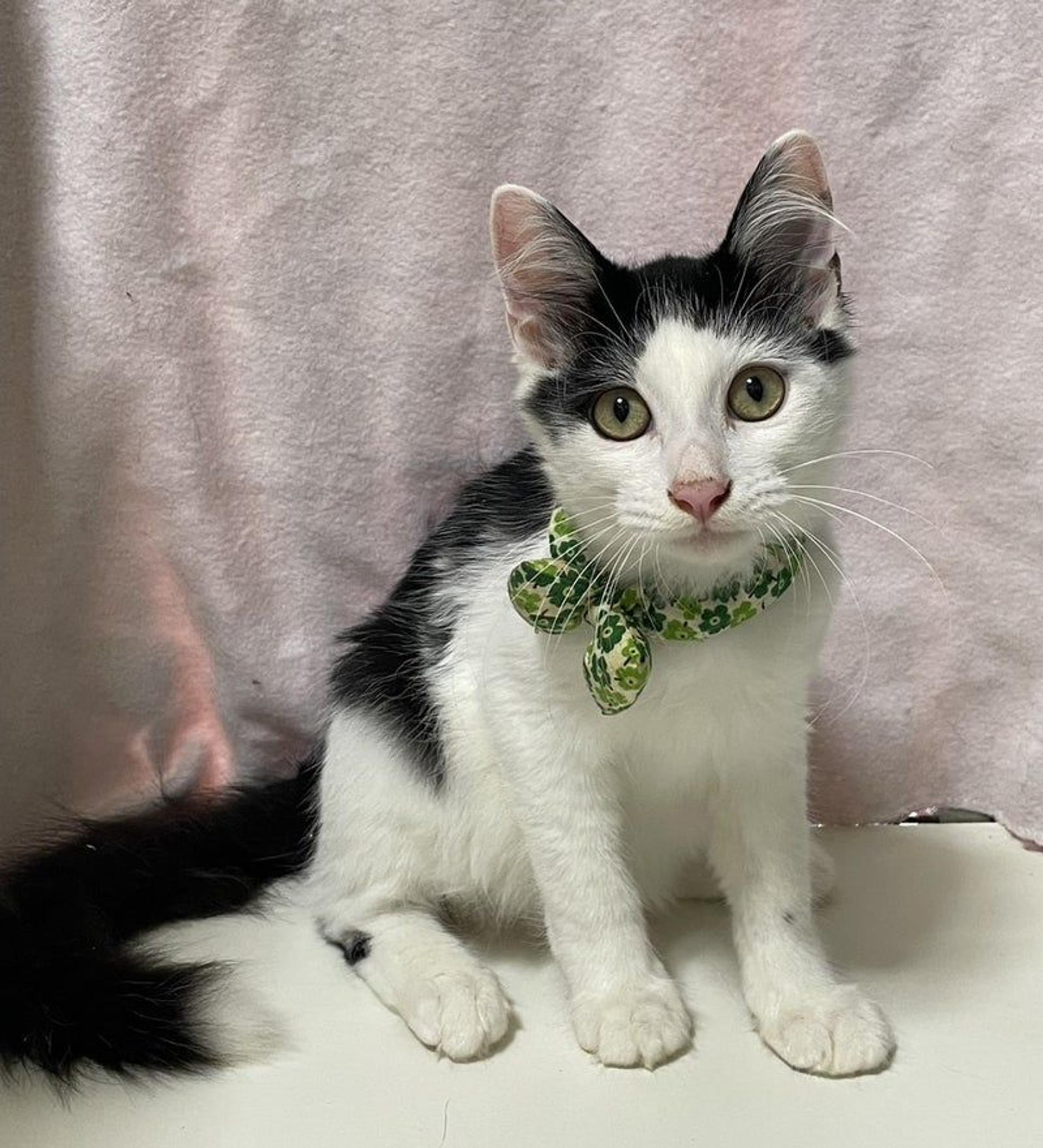 pet-image-2