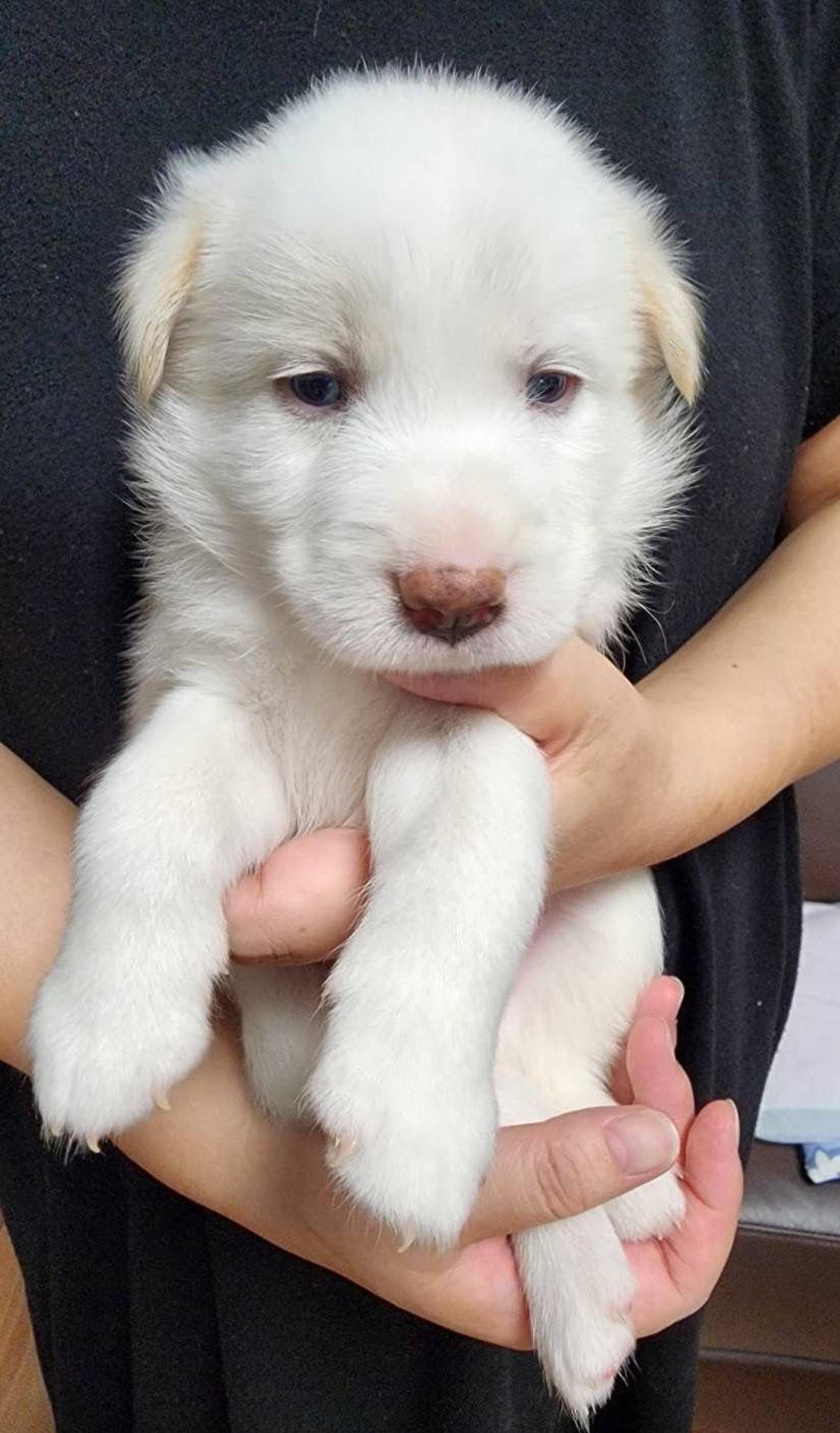pet-image-2