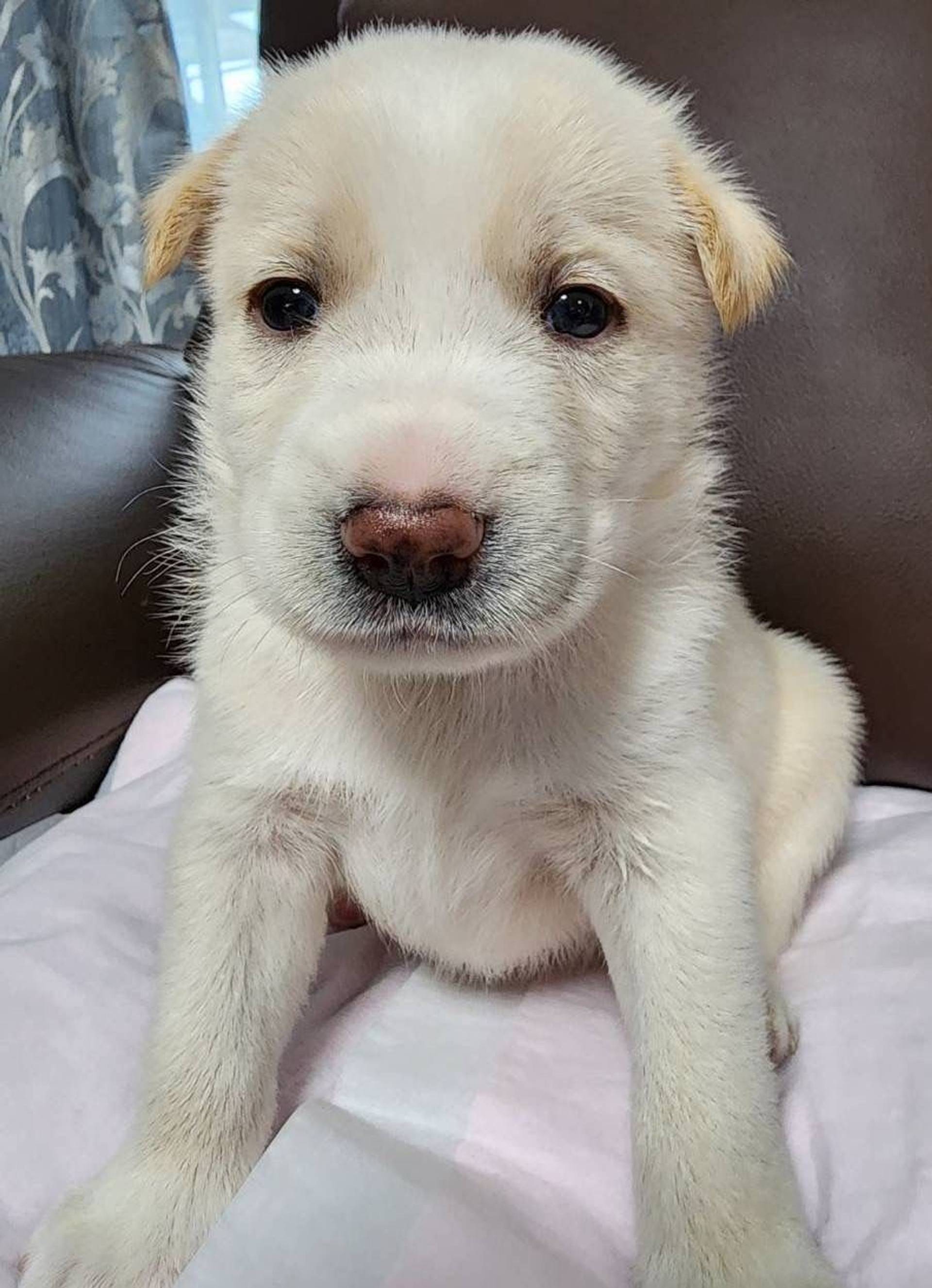 雑種（ミックス犬）・オスの里親募集の写真