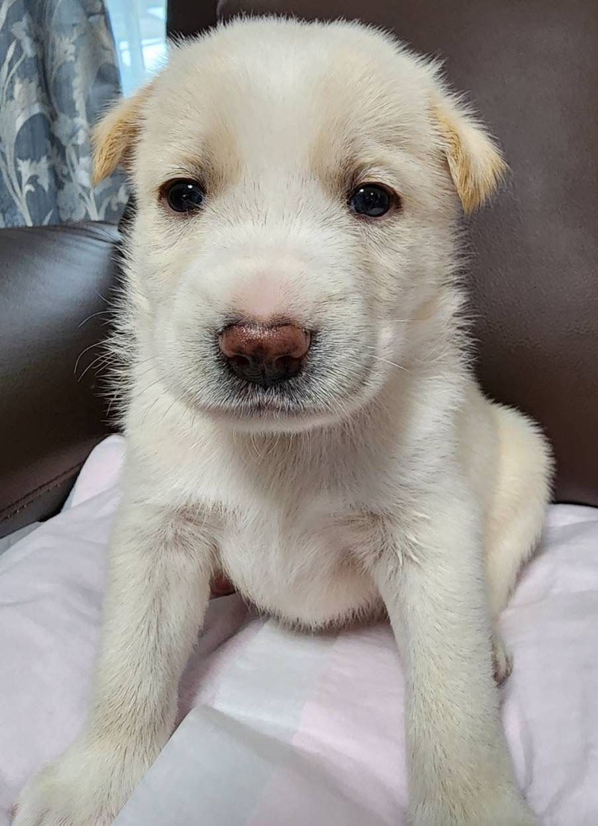 雑種（ミックス犬）・オスの里親募集の写真