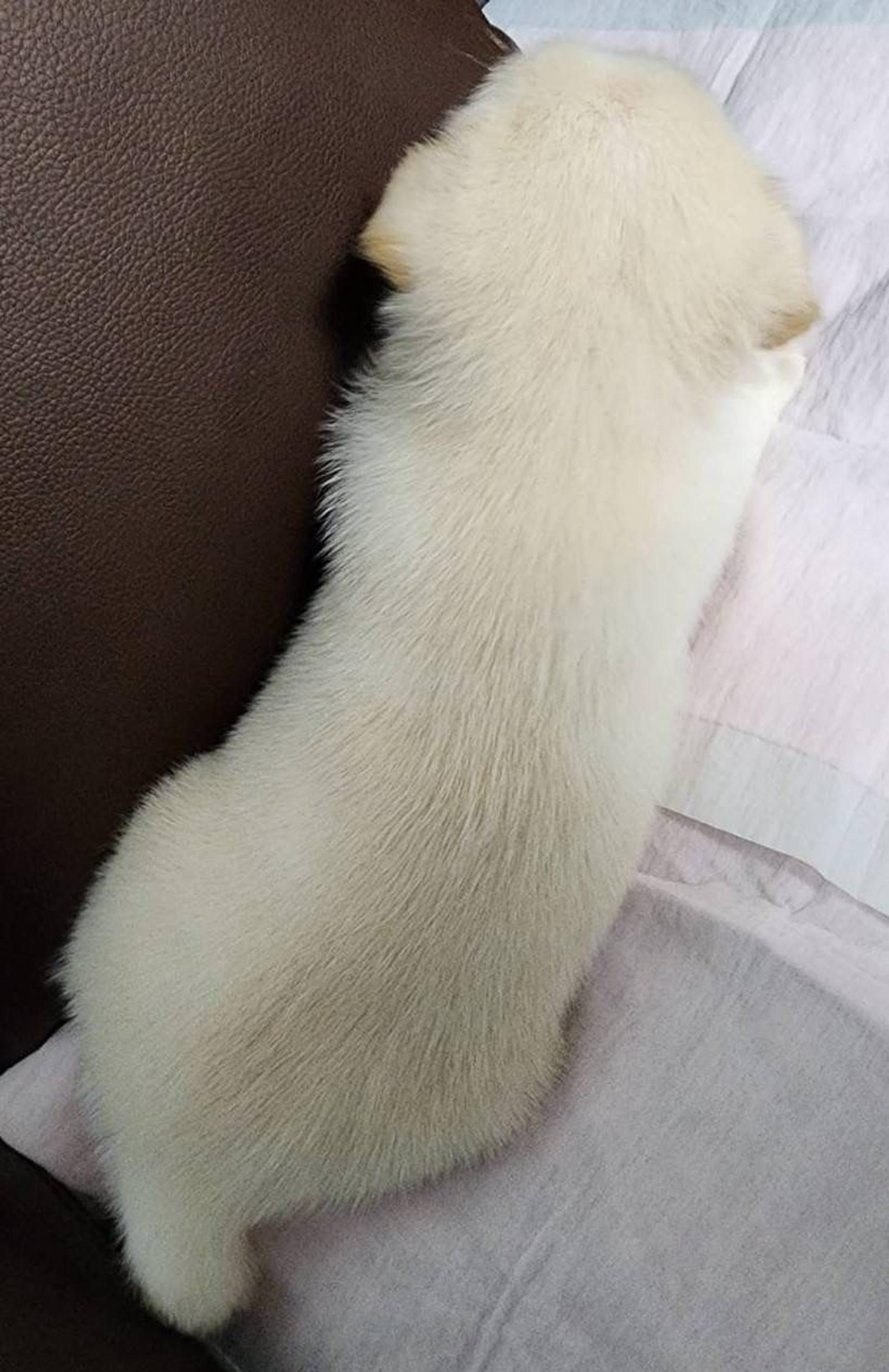 pet-image-3