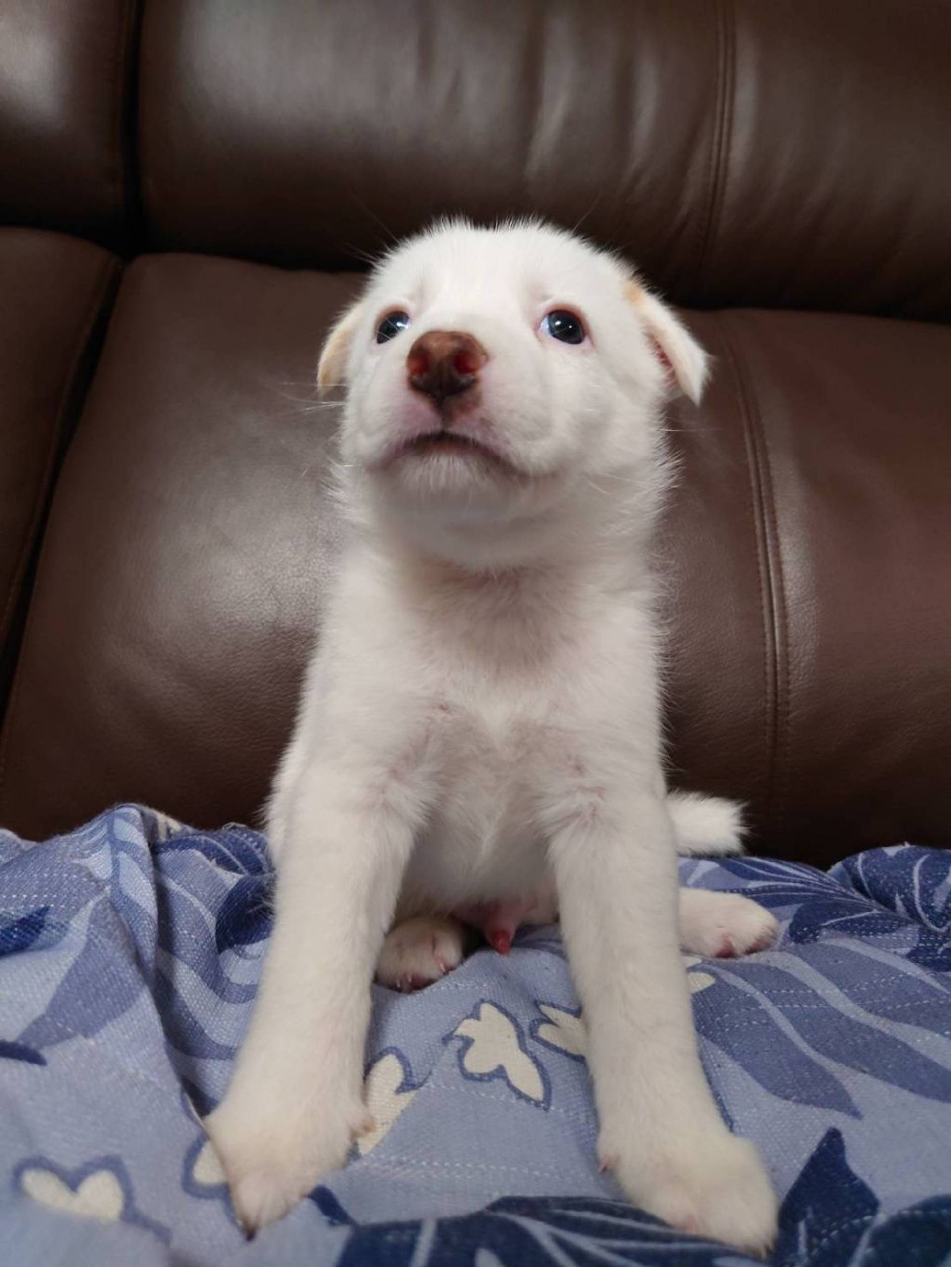 雑種（ミックス犬）・オスの里親募集の写真