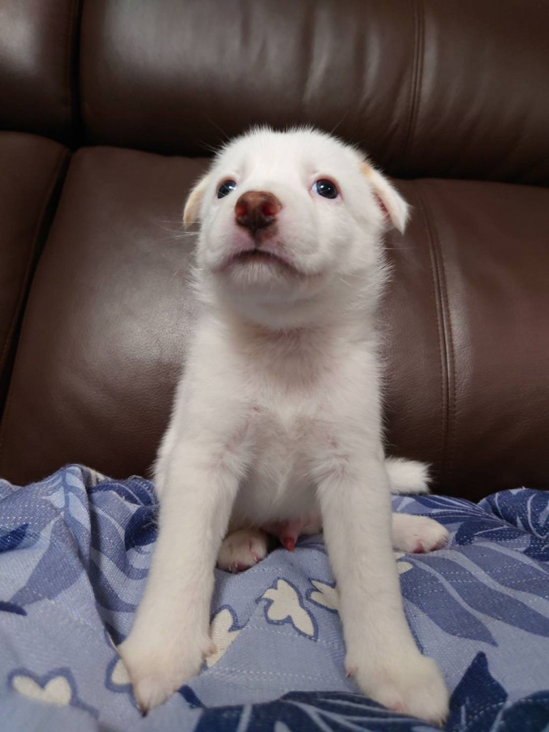 雑種（ミックス犬）・オスの里親募集の写真