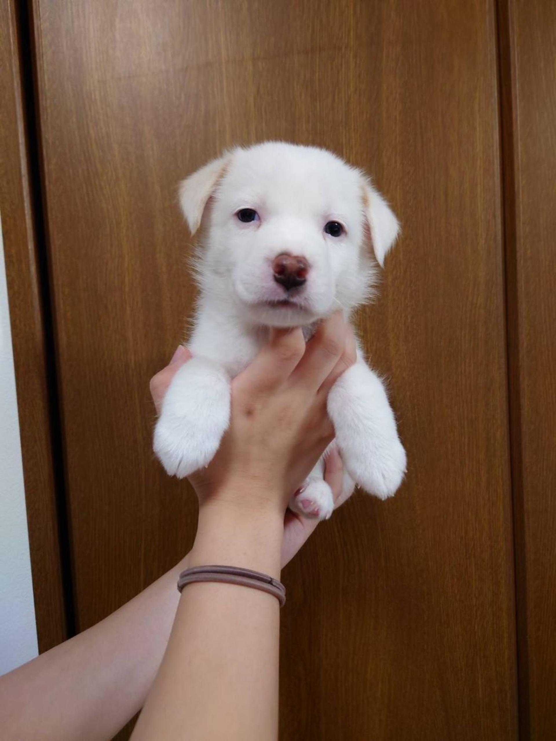 pet-image-3