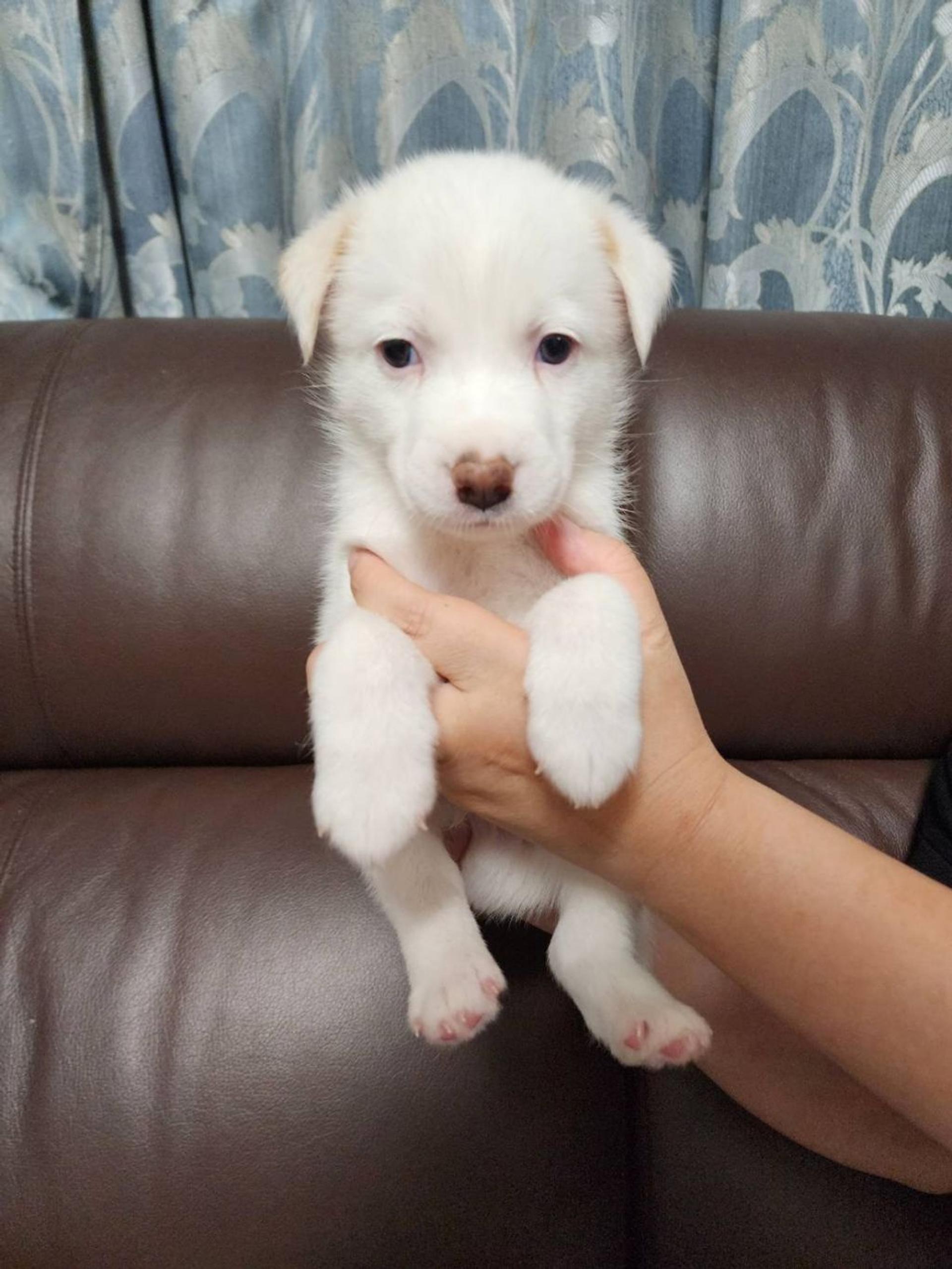 pet-image-4