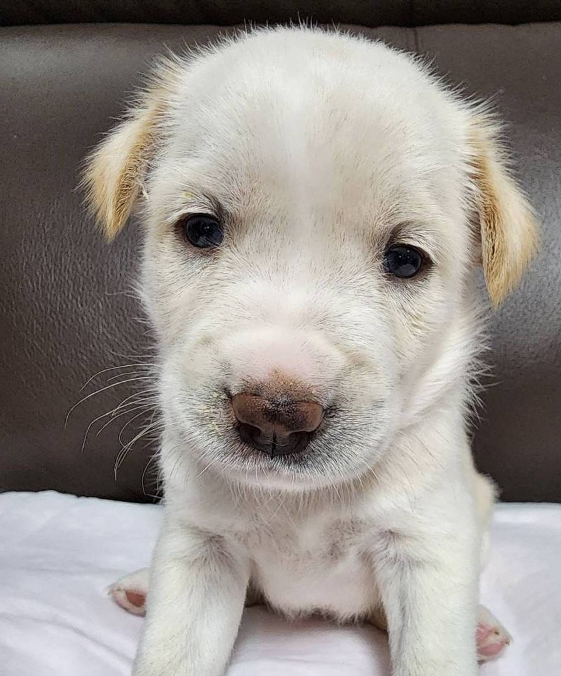 雑種（ミックス犬）・メスの里親募集の写真