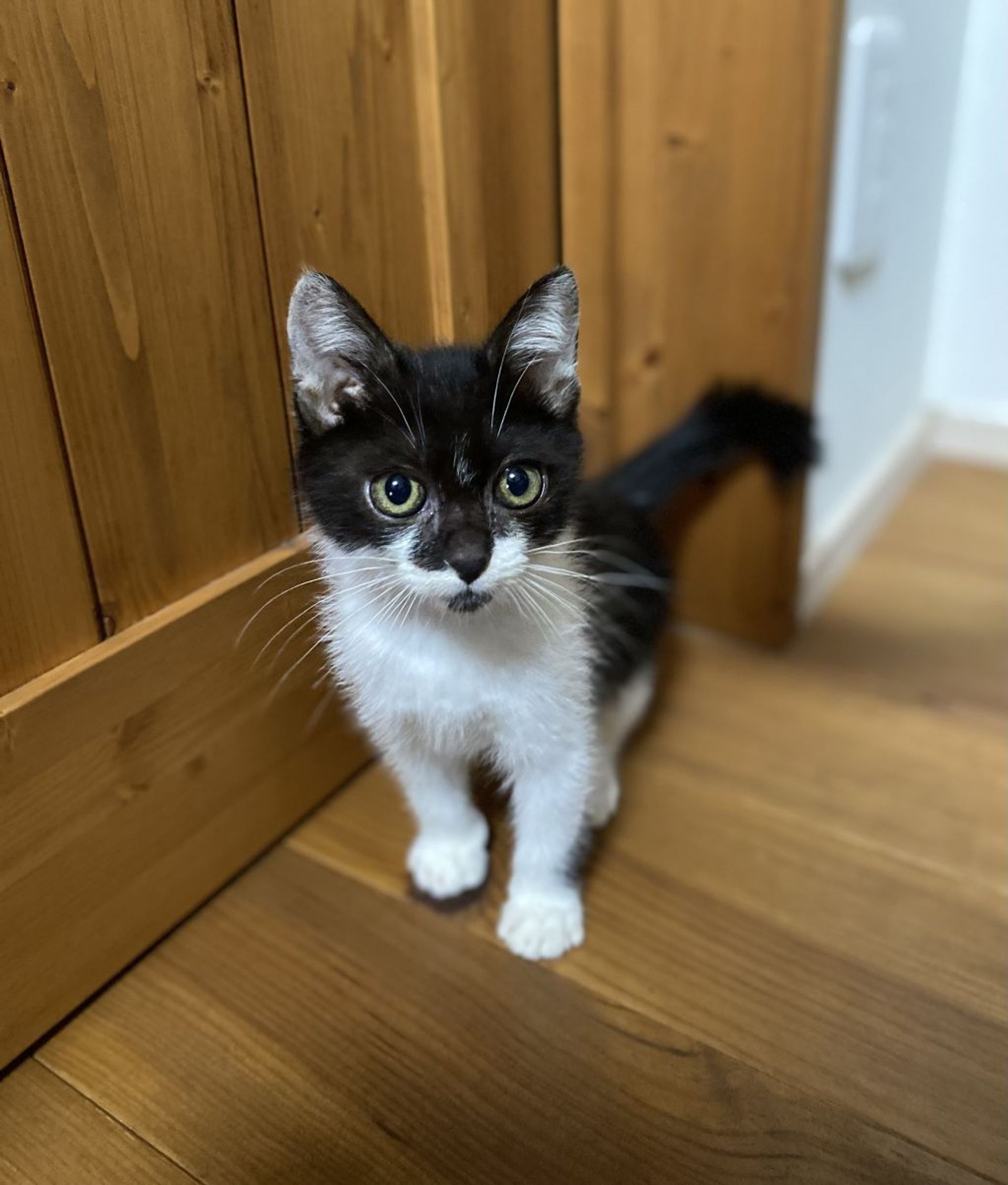 雑種（ミックス猫）・オスの里親募集の写真