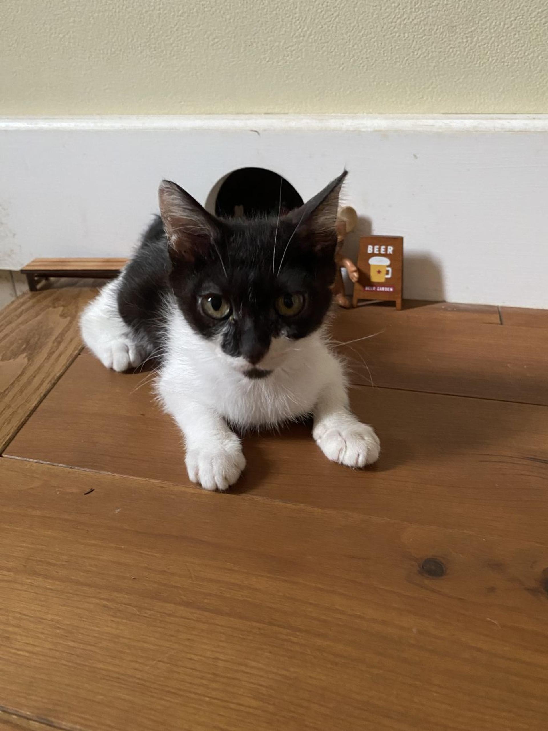 pet-image-4