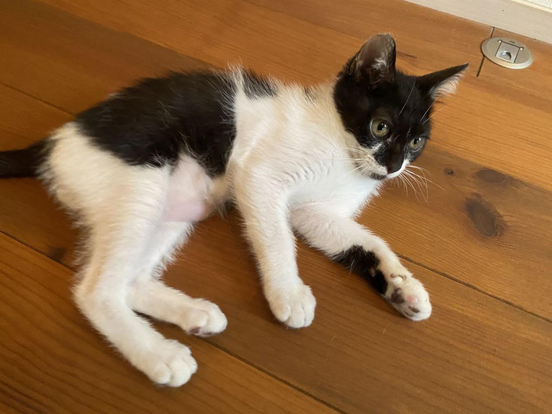pet-image-5