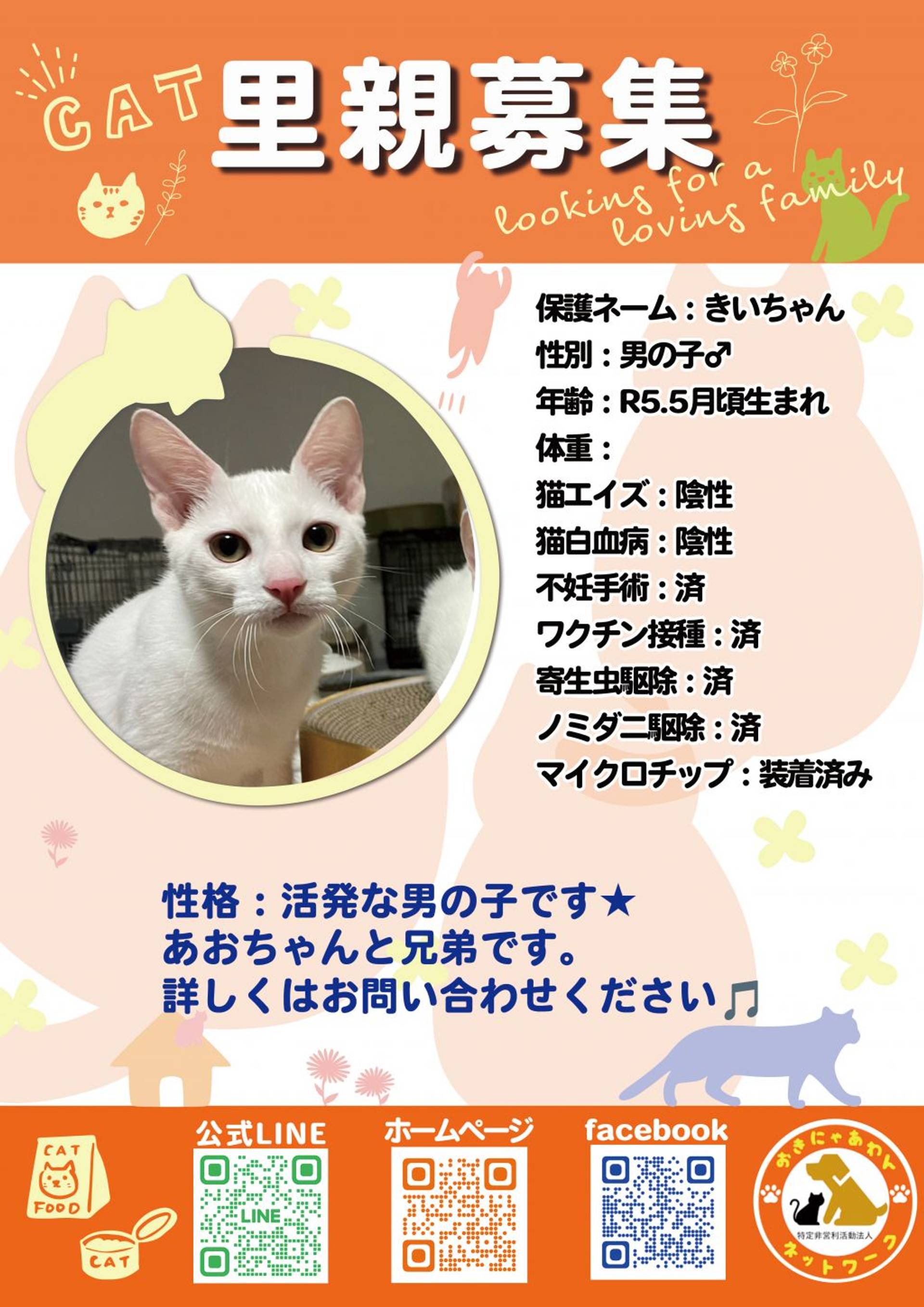 雑種（ミックス猫）・オスの里親募集の写真