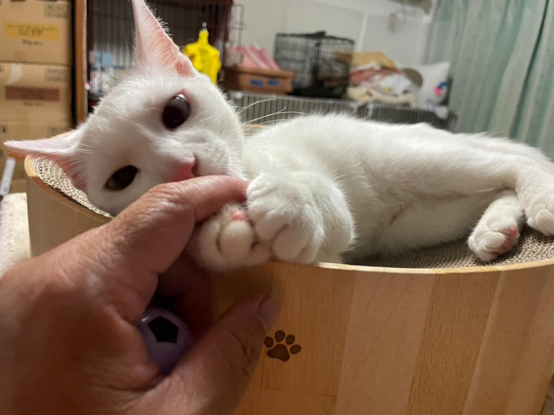 pet-image-2