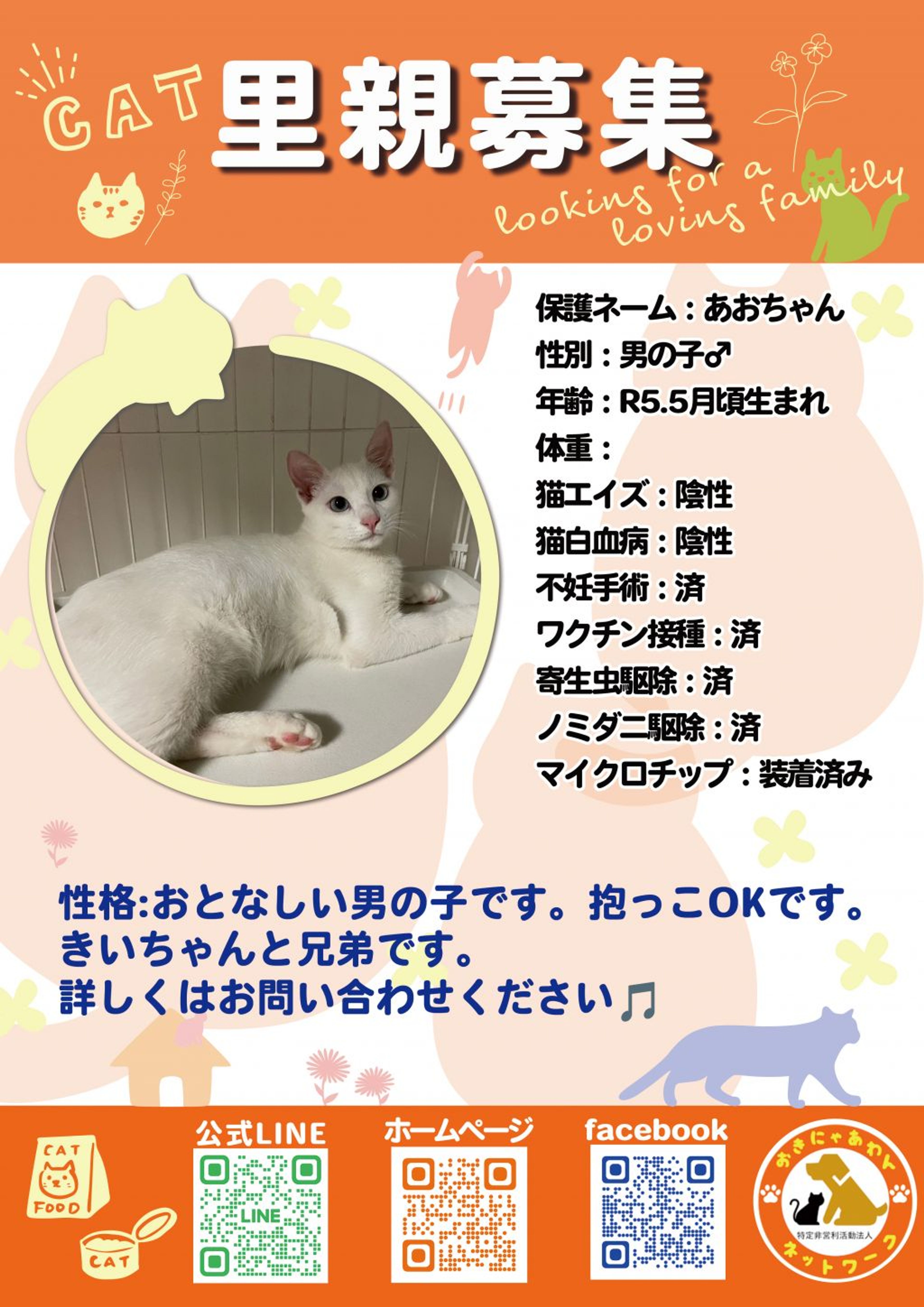 雑種（ミックス猫）・オスの里親募集の写真