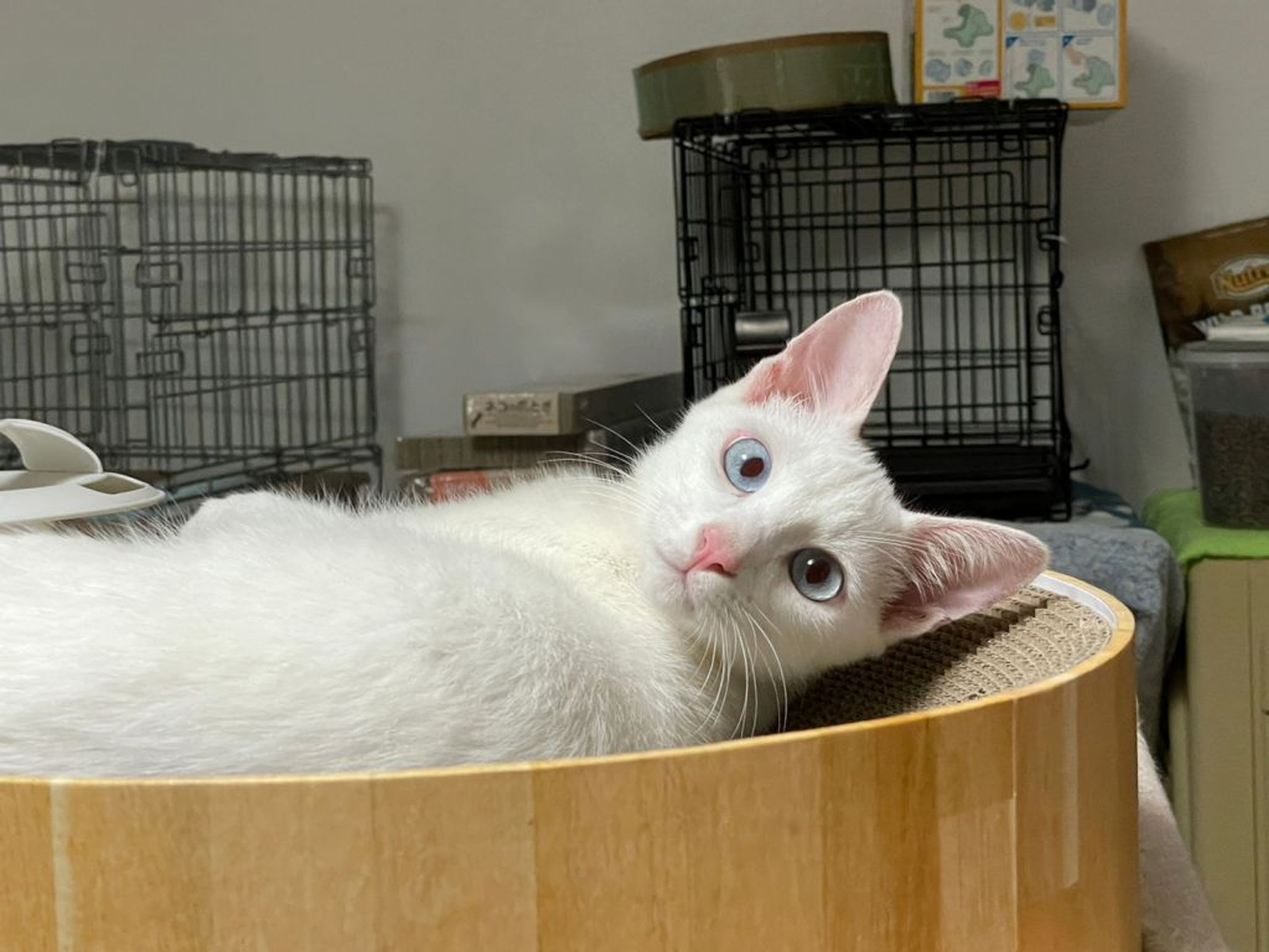 pet-image-2