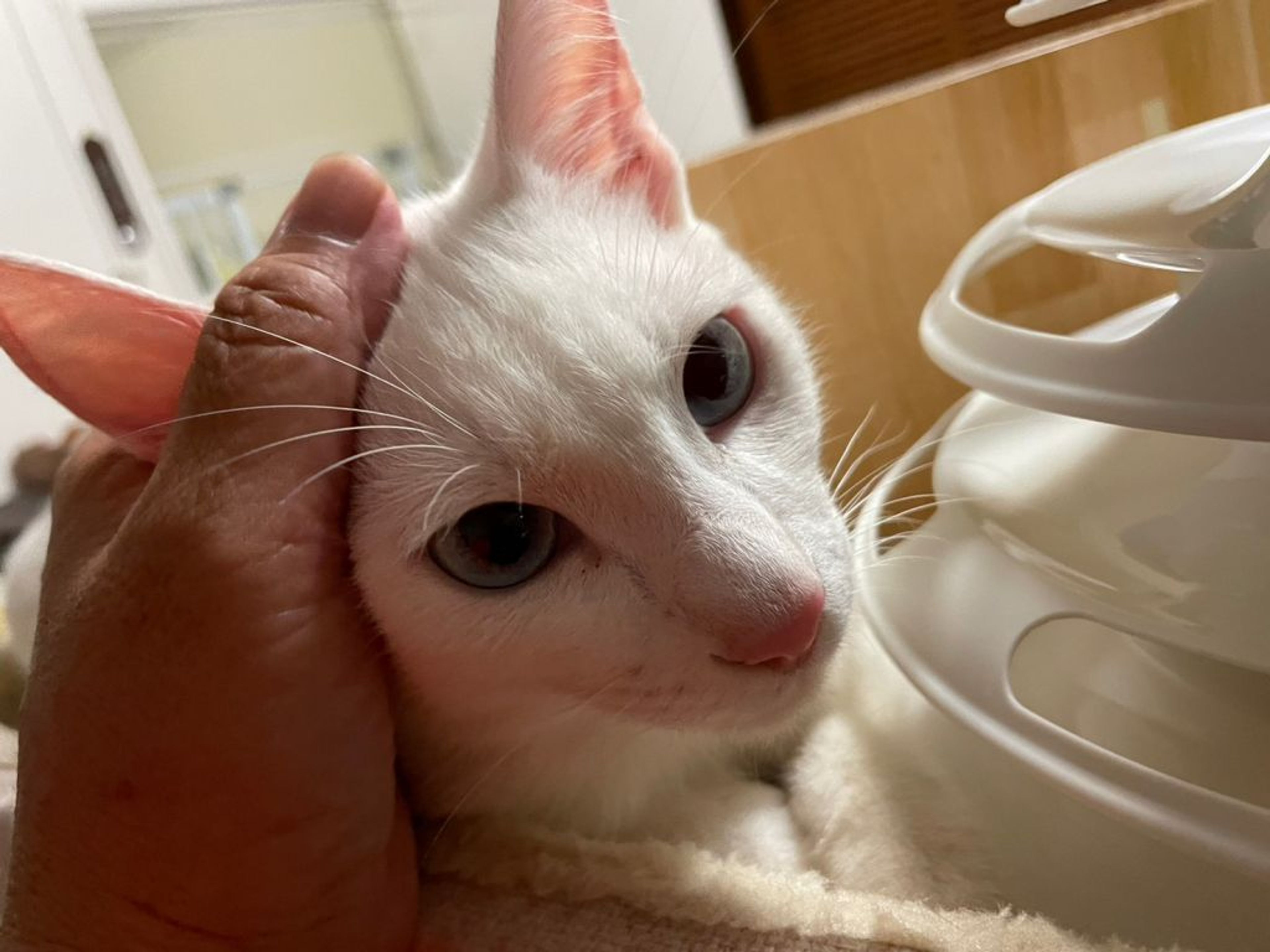 pet-image-3