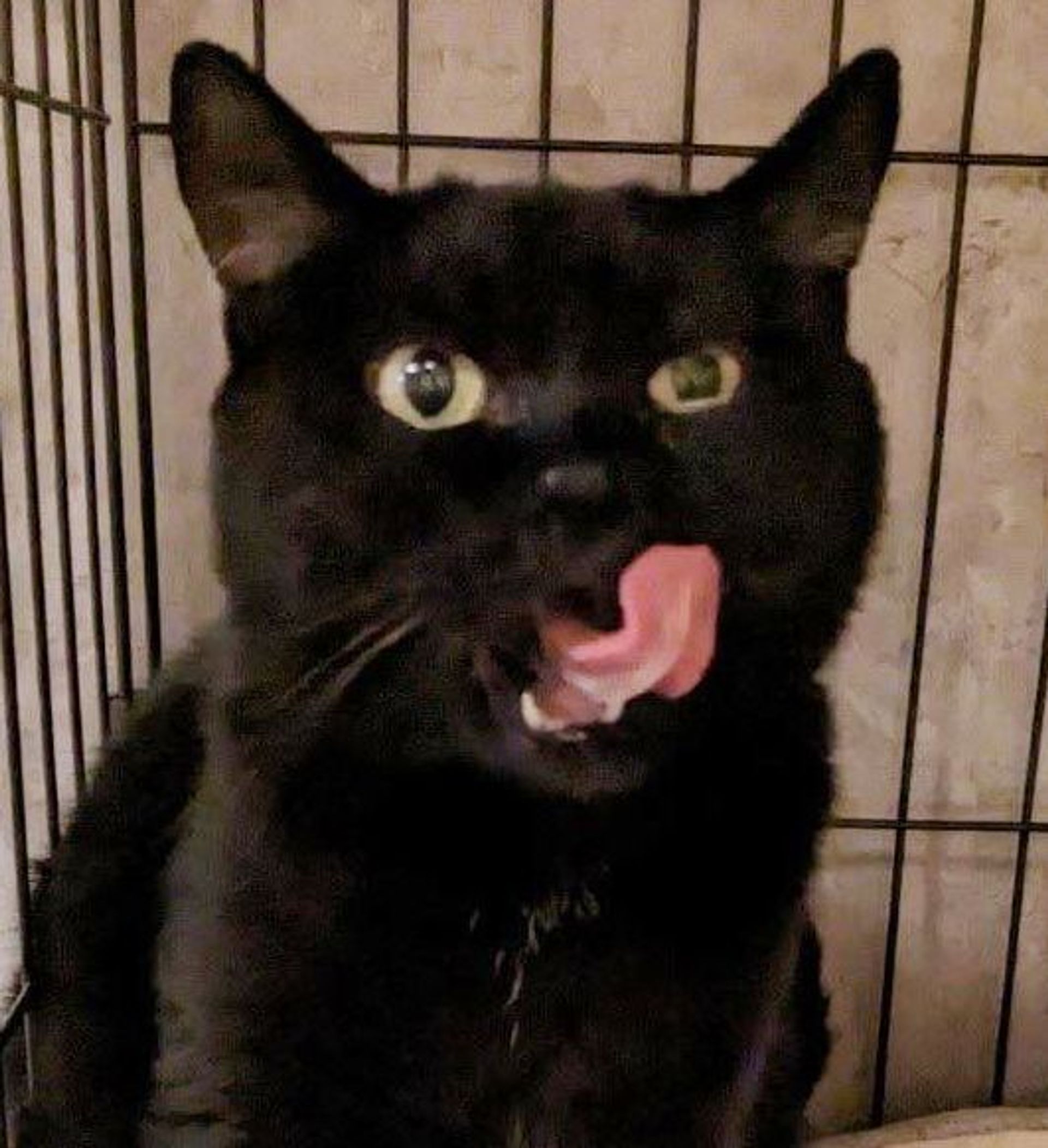 雑種（ミックス猫）・メスの里親募集の写真