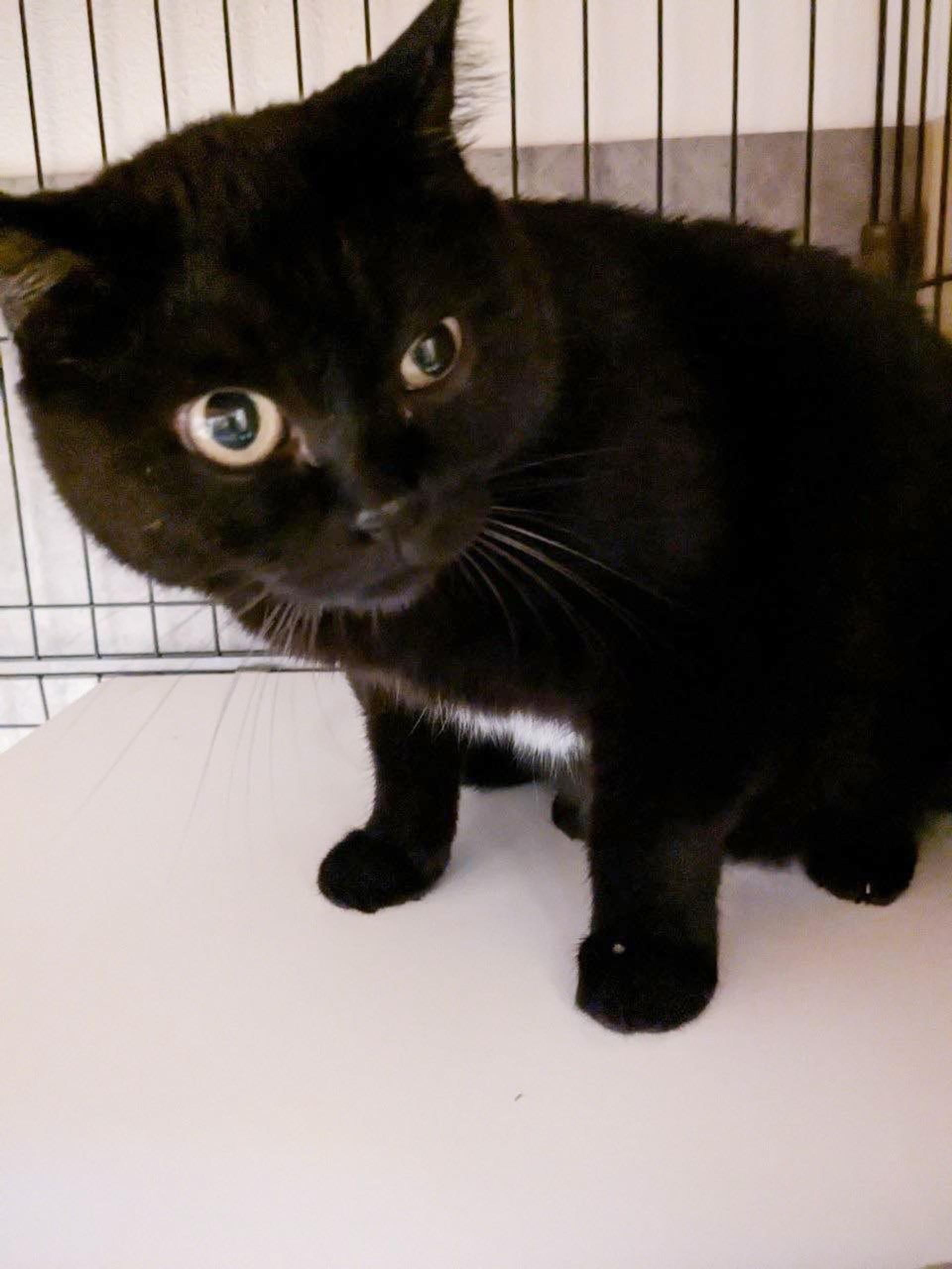 pet-image-5