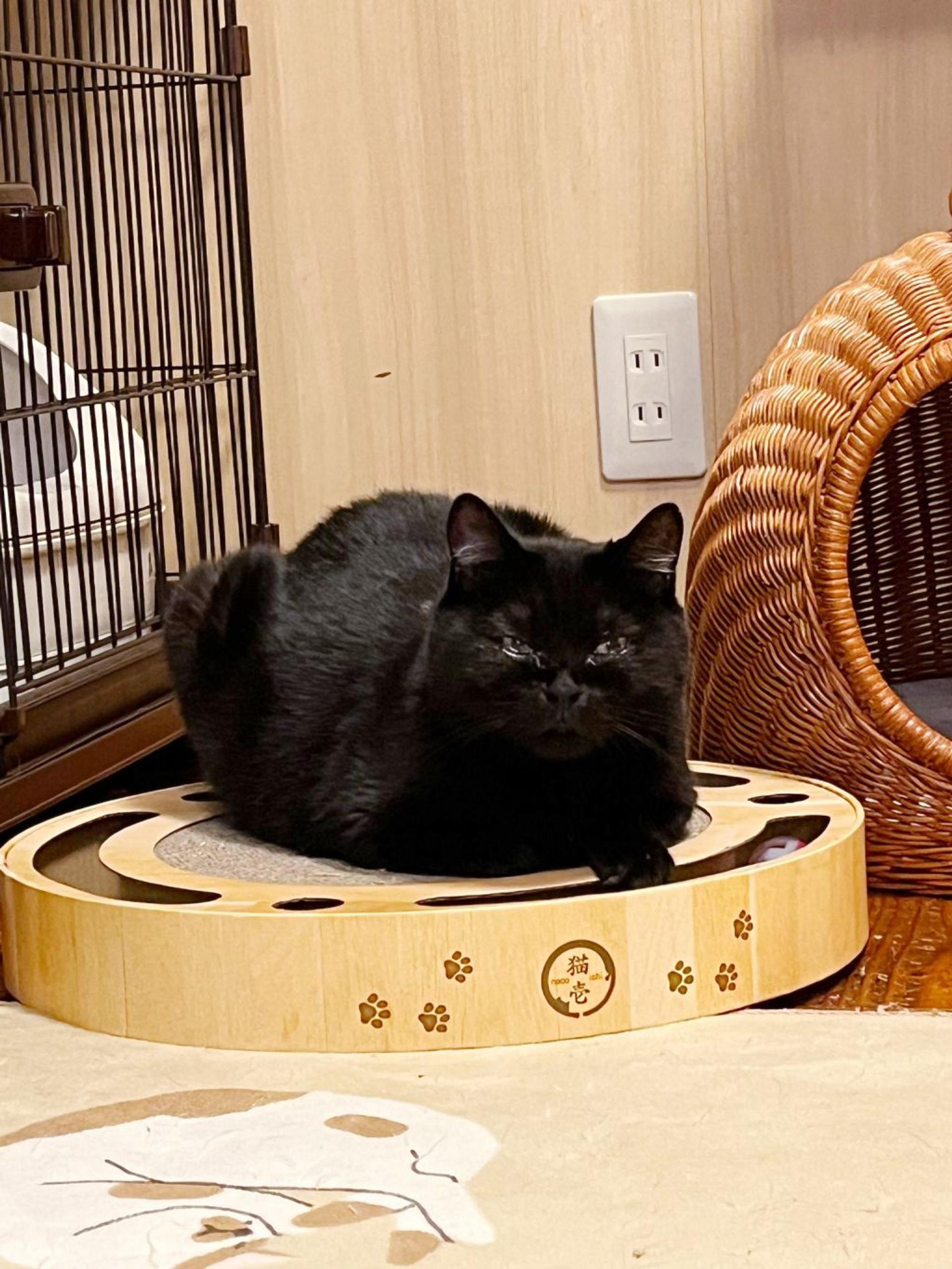 pet-image-6