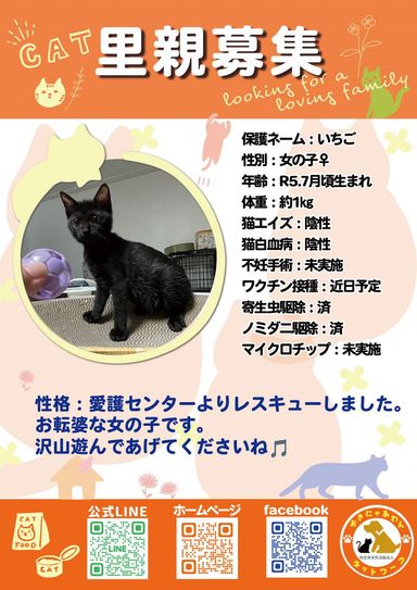 いちごの写真