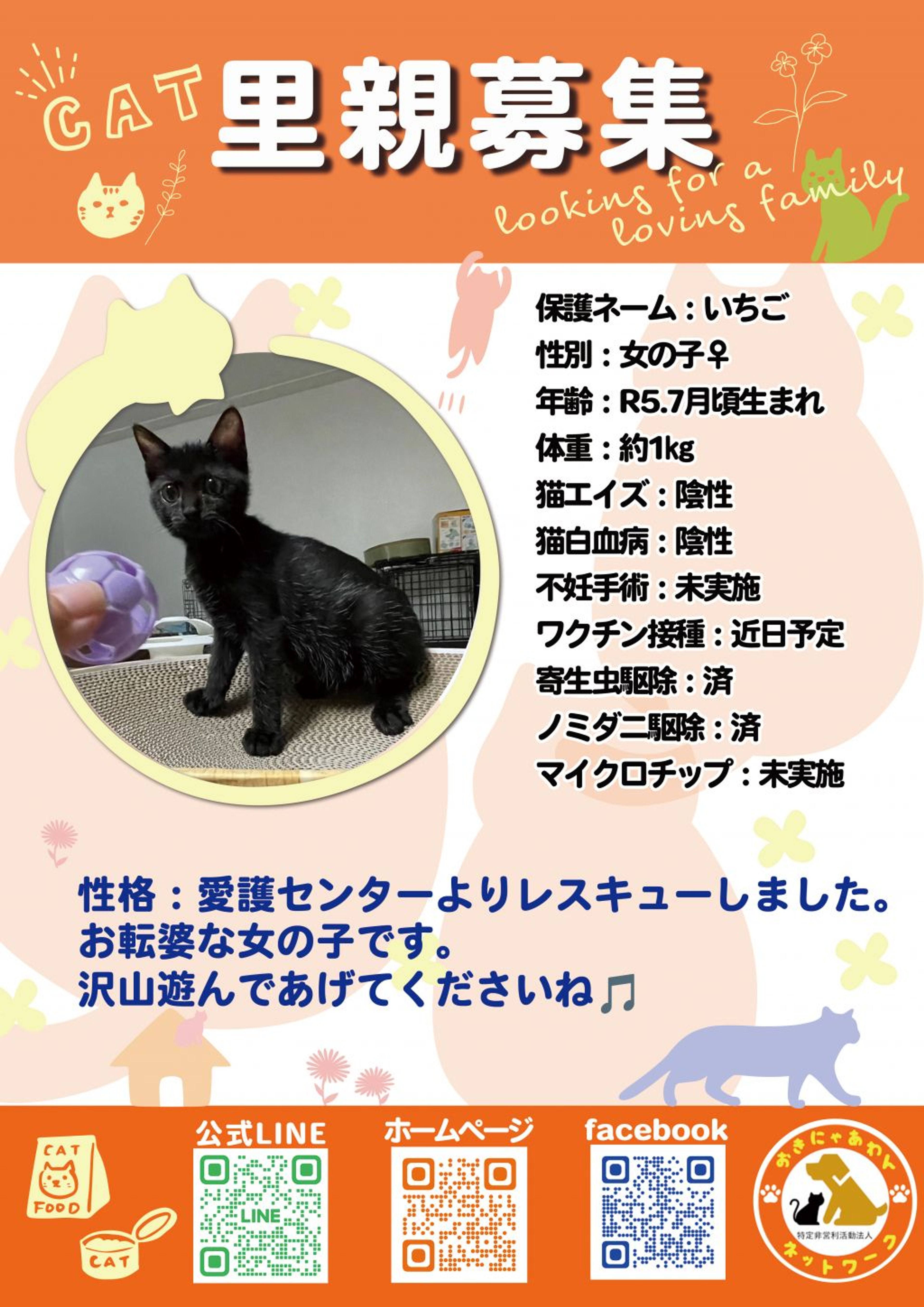 雑種（ミックス猫）・メスの里親募集の写真