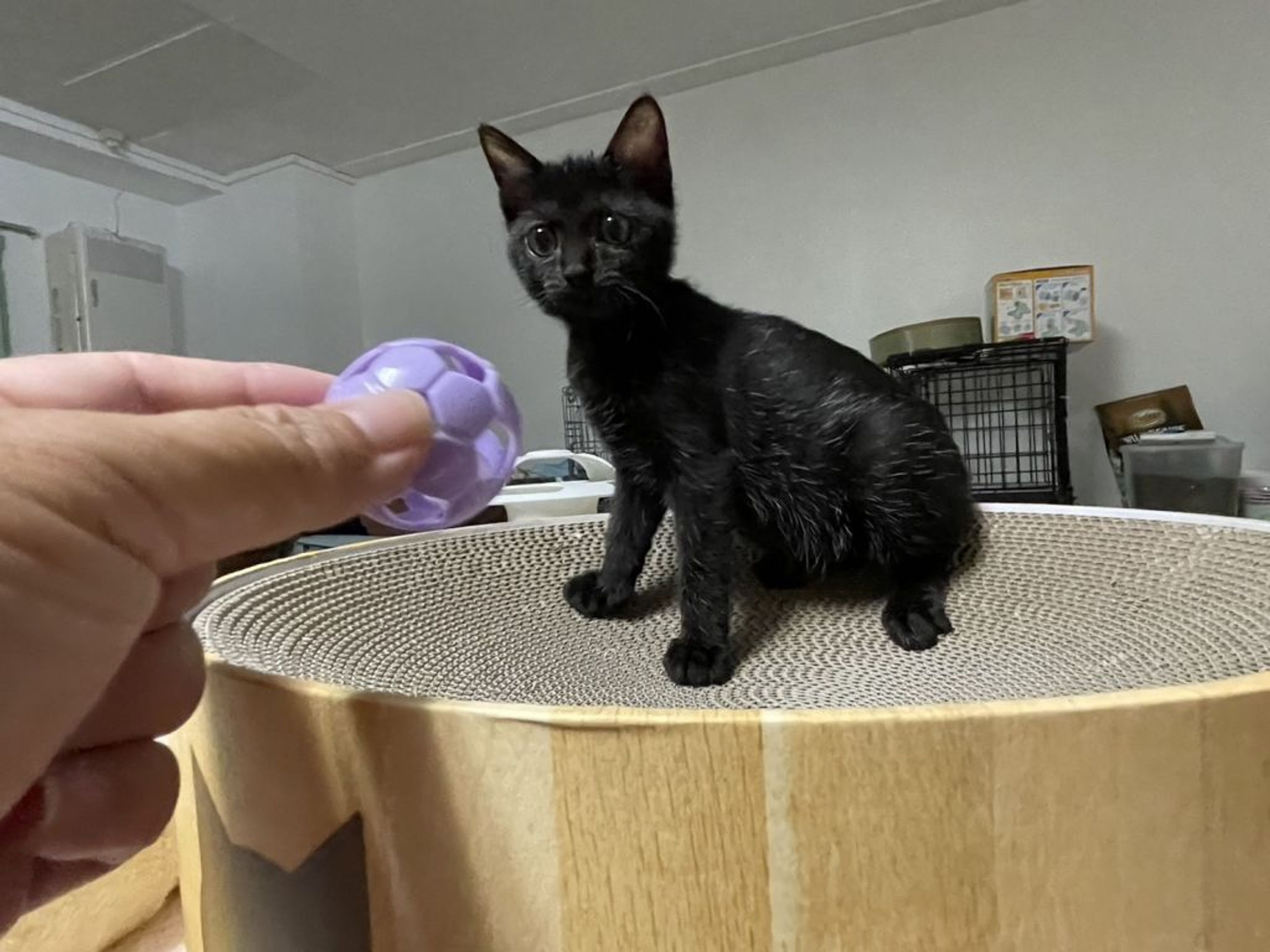 pet-image-2