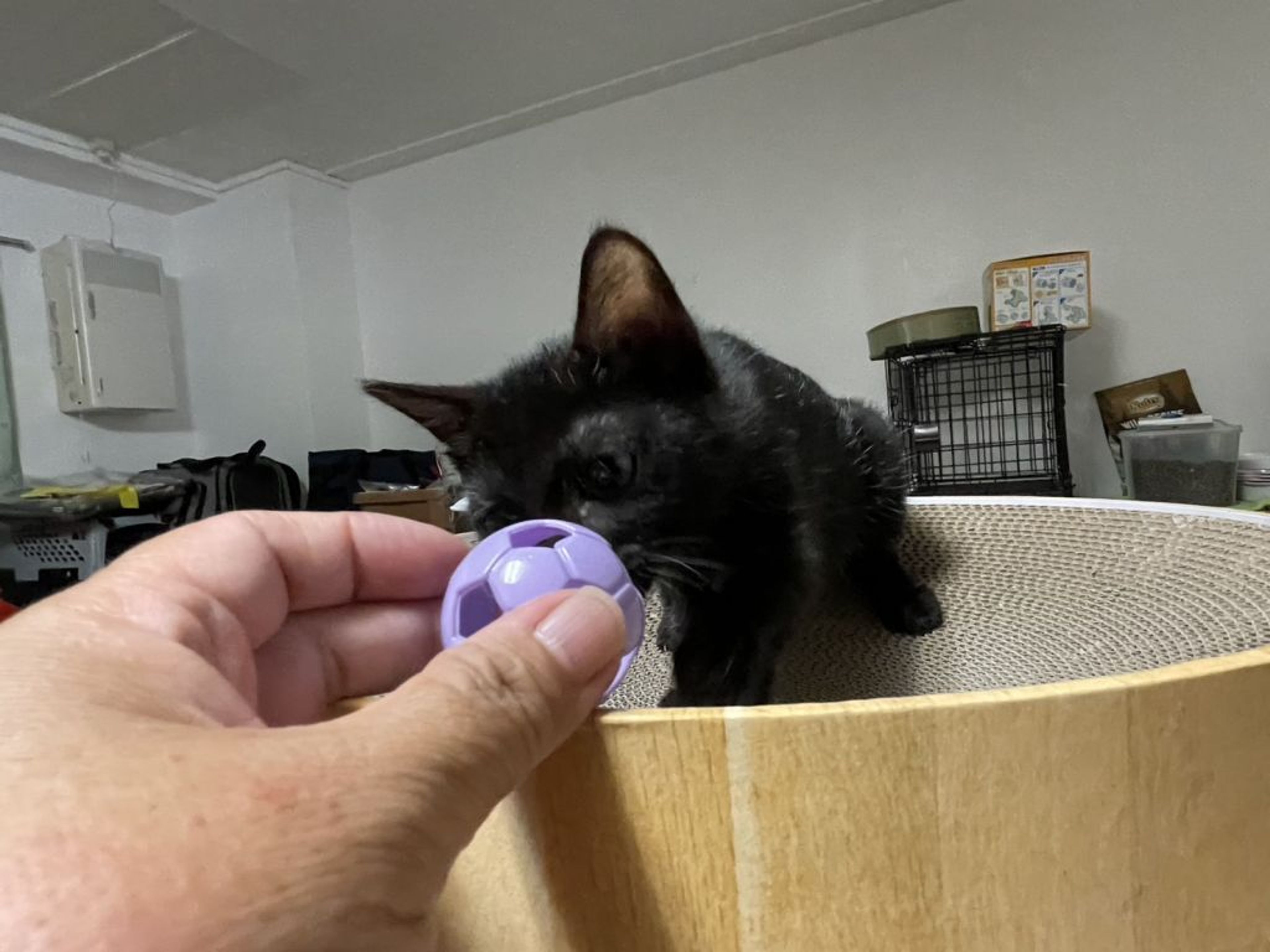 pet-image-3