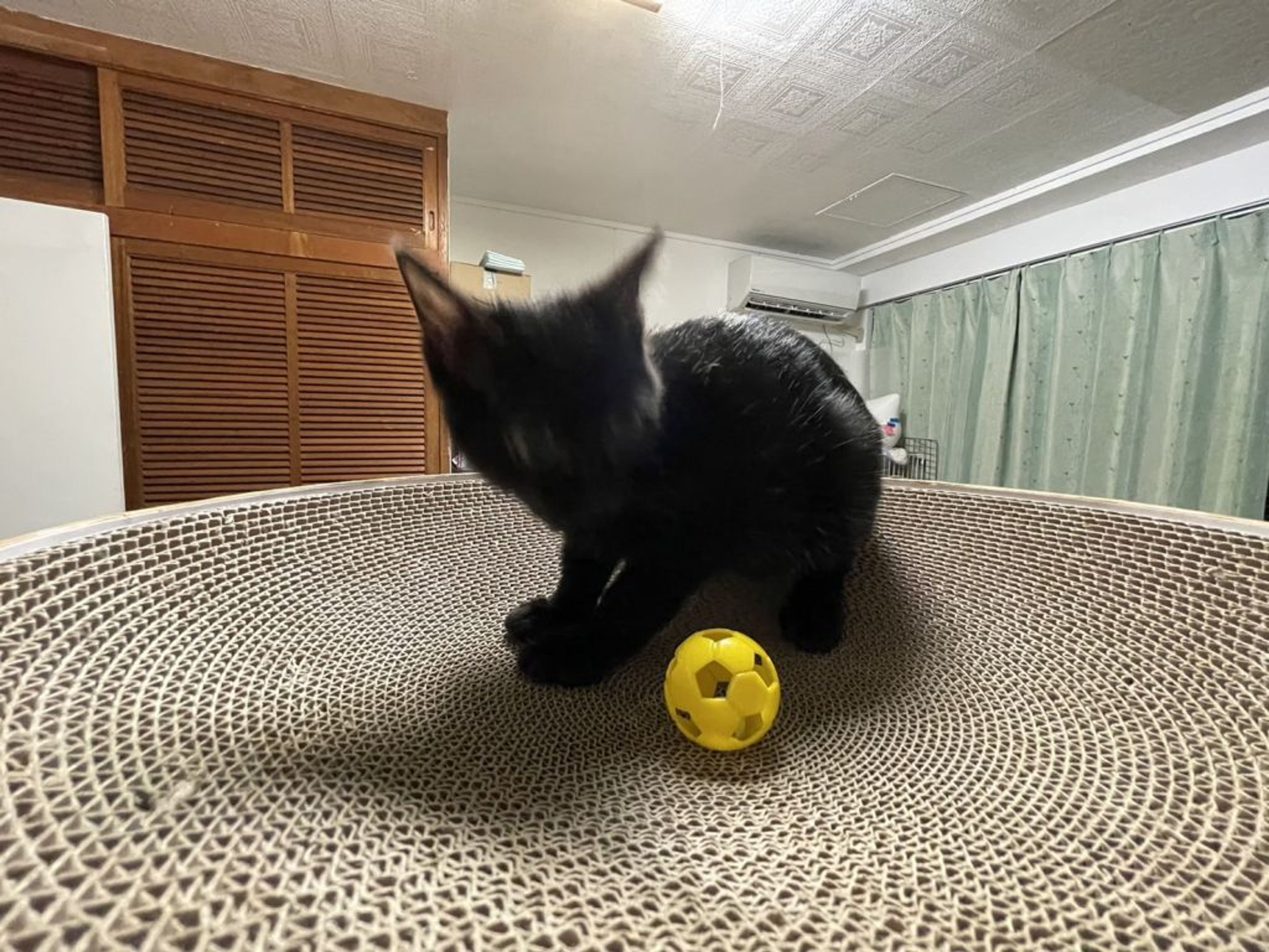 pet-image-4