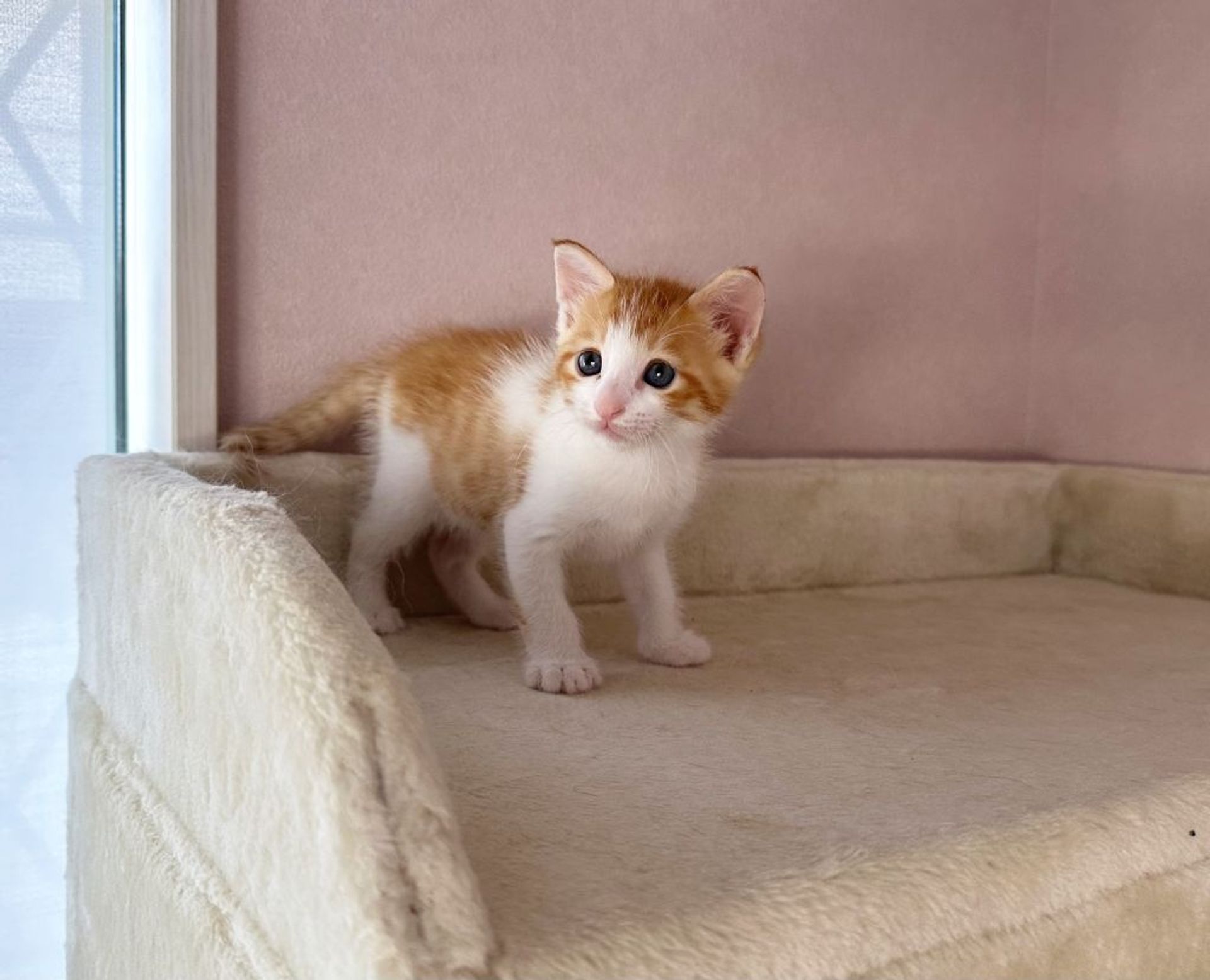 雑種（ミックス猫）・オスの里親募集の写真