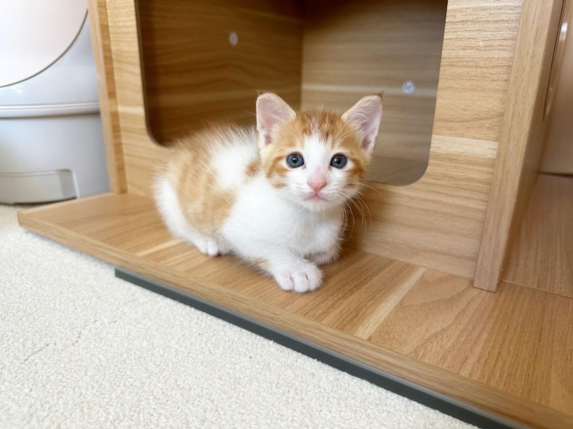pet-image-4