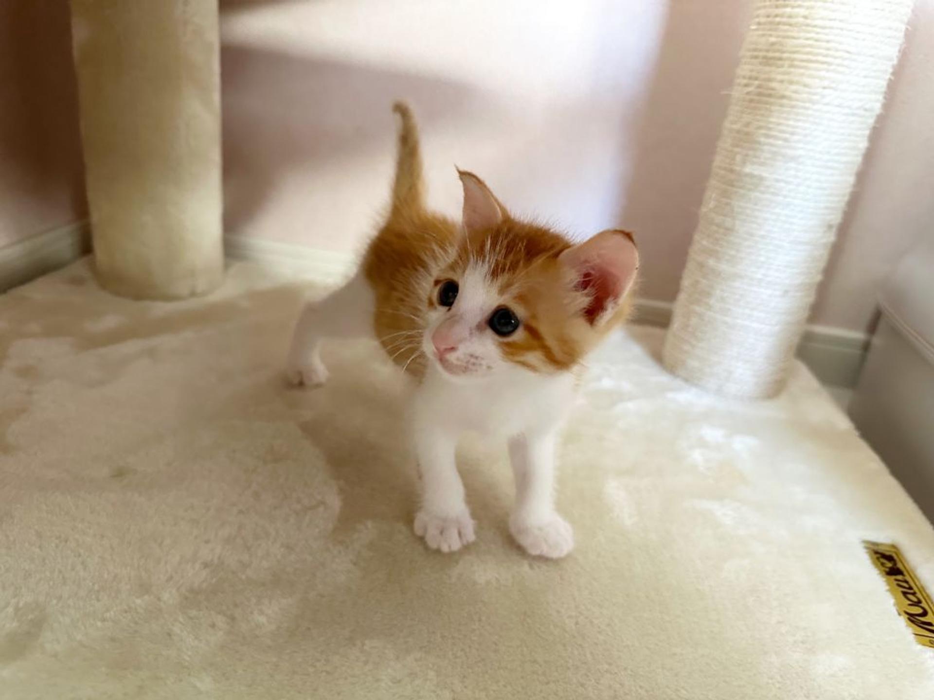 pet-image-5