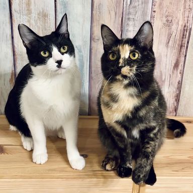 マロン＆リンドの写真