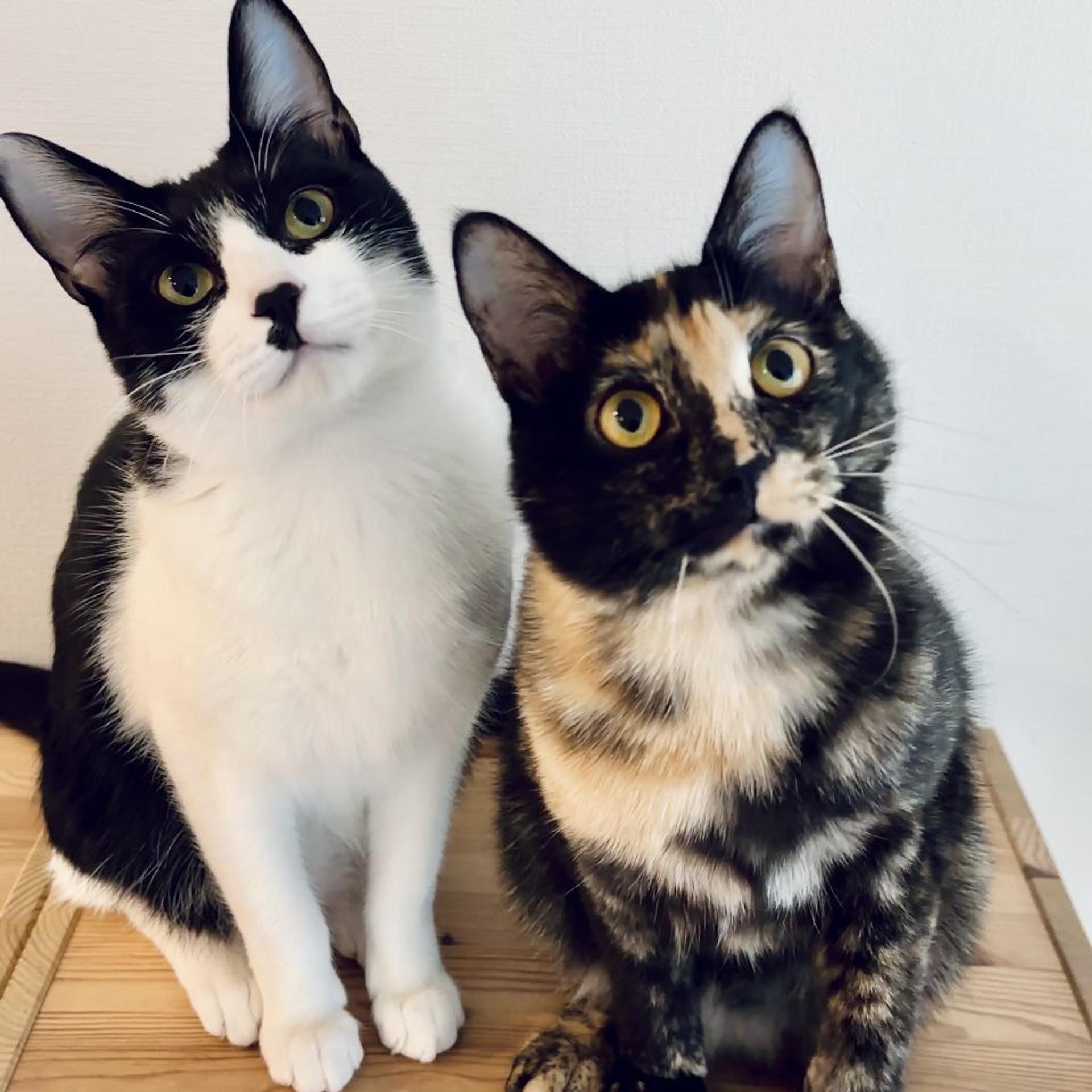 pet-image-8
