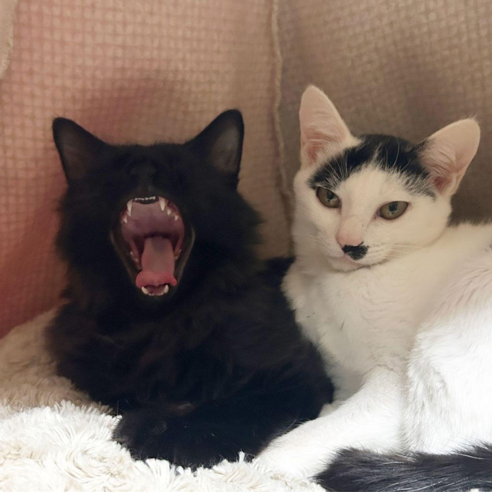雑種（ミックス猫）・オスの里親募集の写真