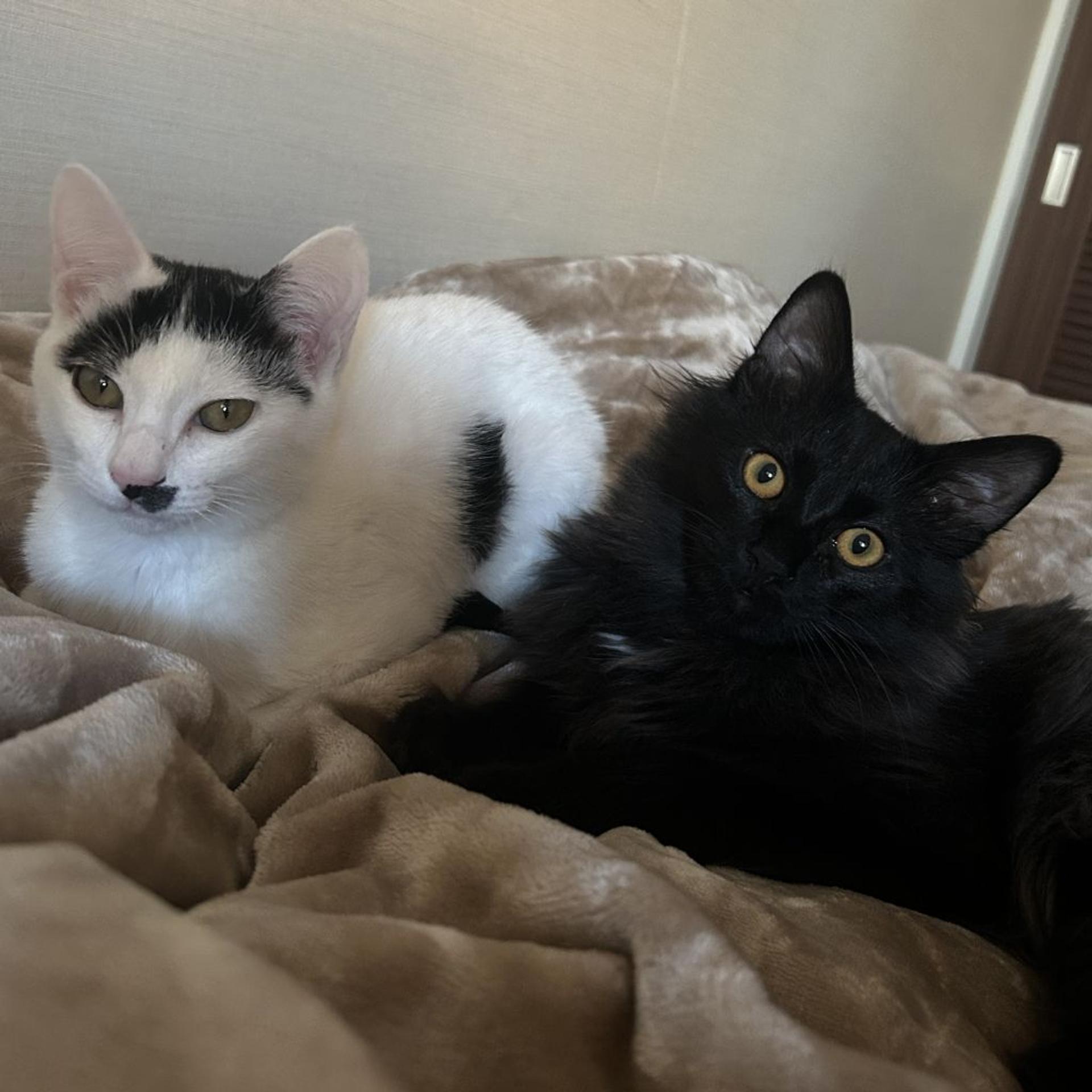 pet-image-3